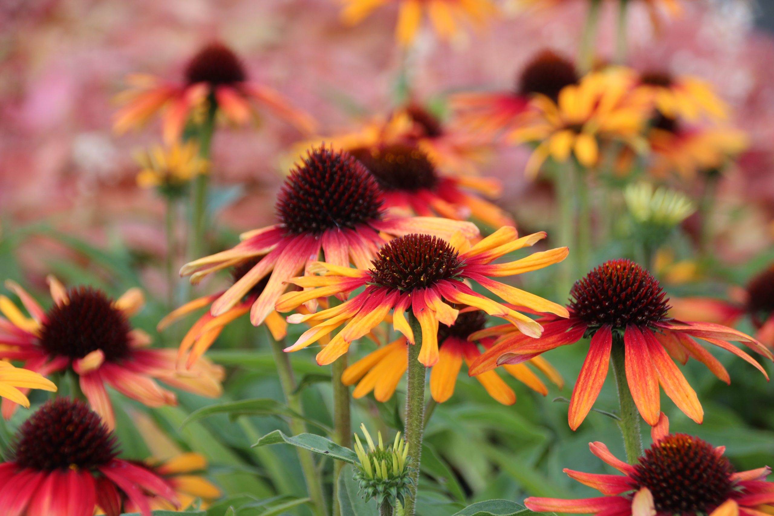 Echinacea SunSeekers 'Tequila Sunrise' ® – Bild 3
