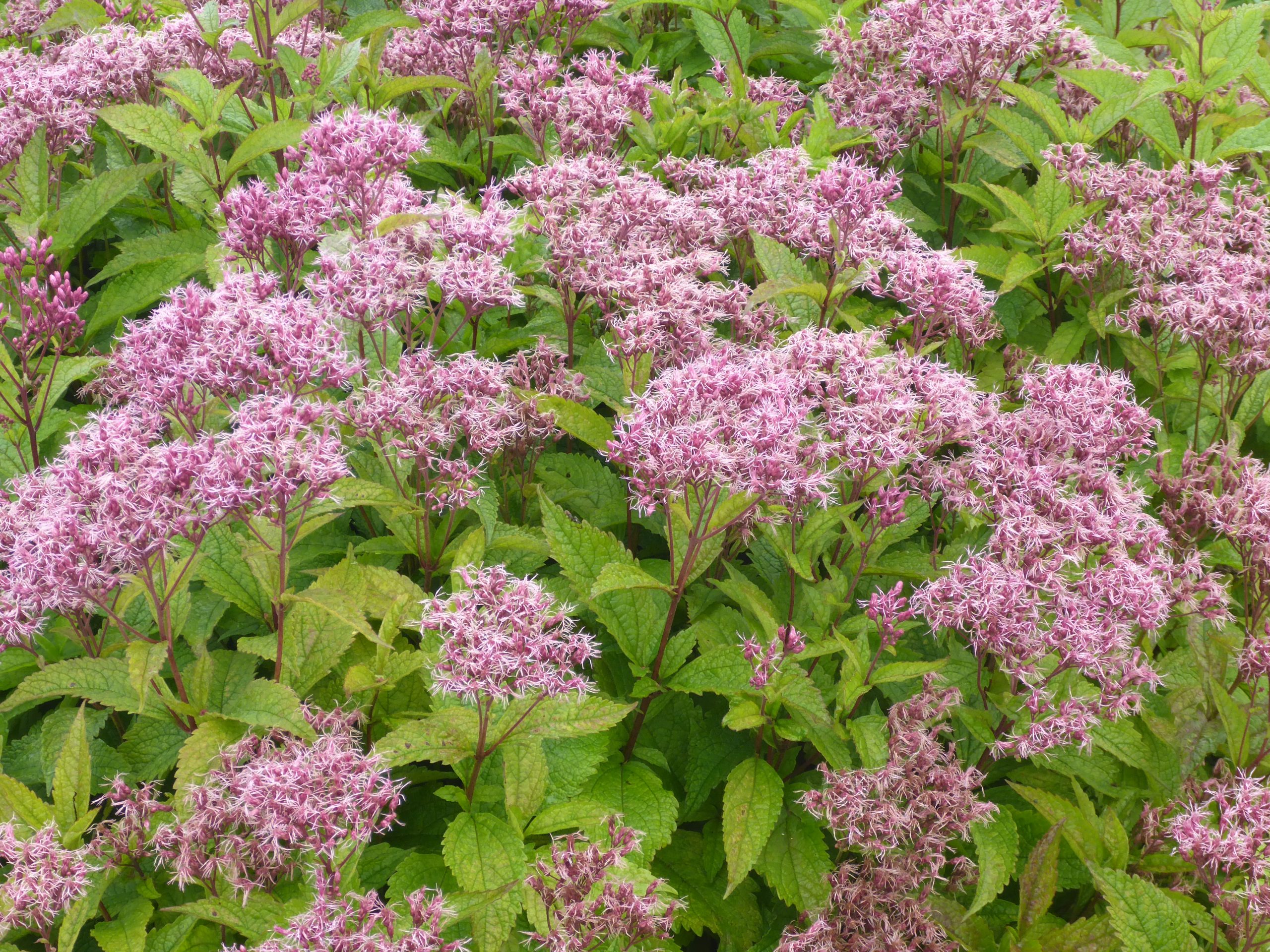 10498_eupatorium_fistulosum_ruby_SS_005.jpg