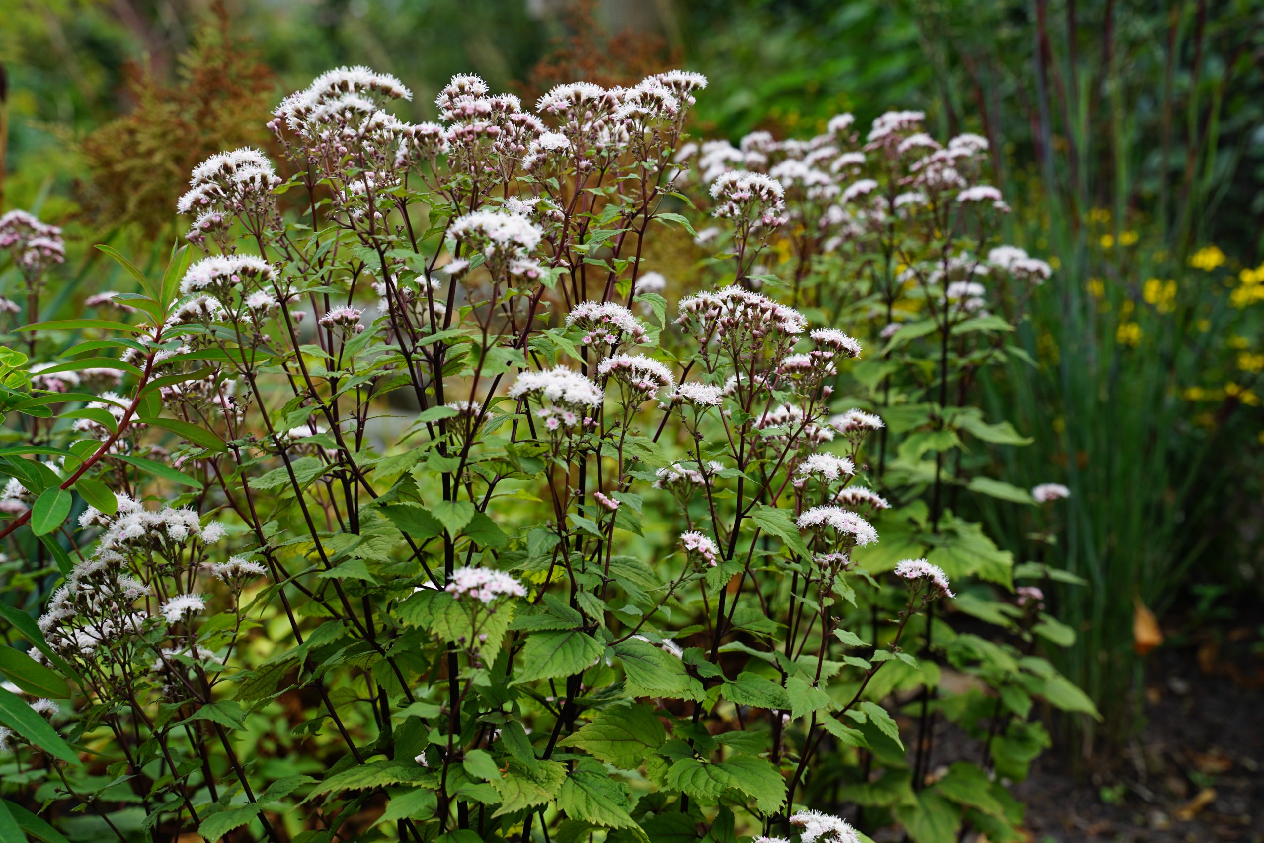 10500_eupatorium_rugosum_lucky_symphonie_SS_002.jpg