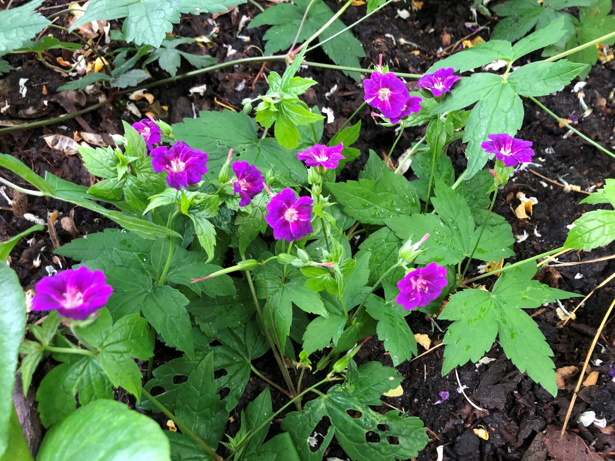 10539_geranium_nodosum_tonys_talisman_SS_002.jpg