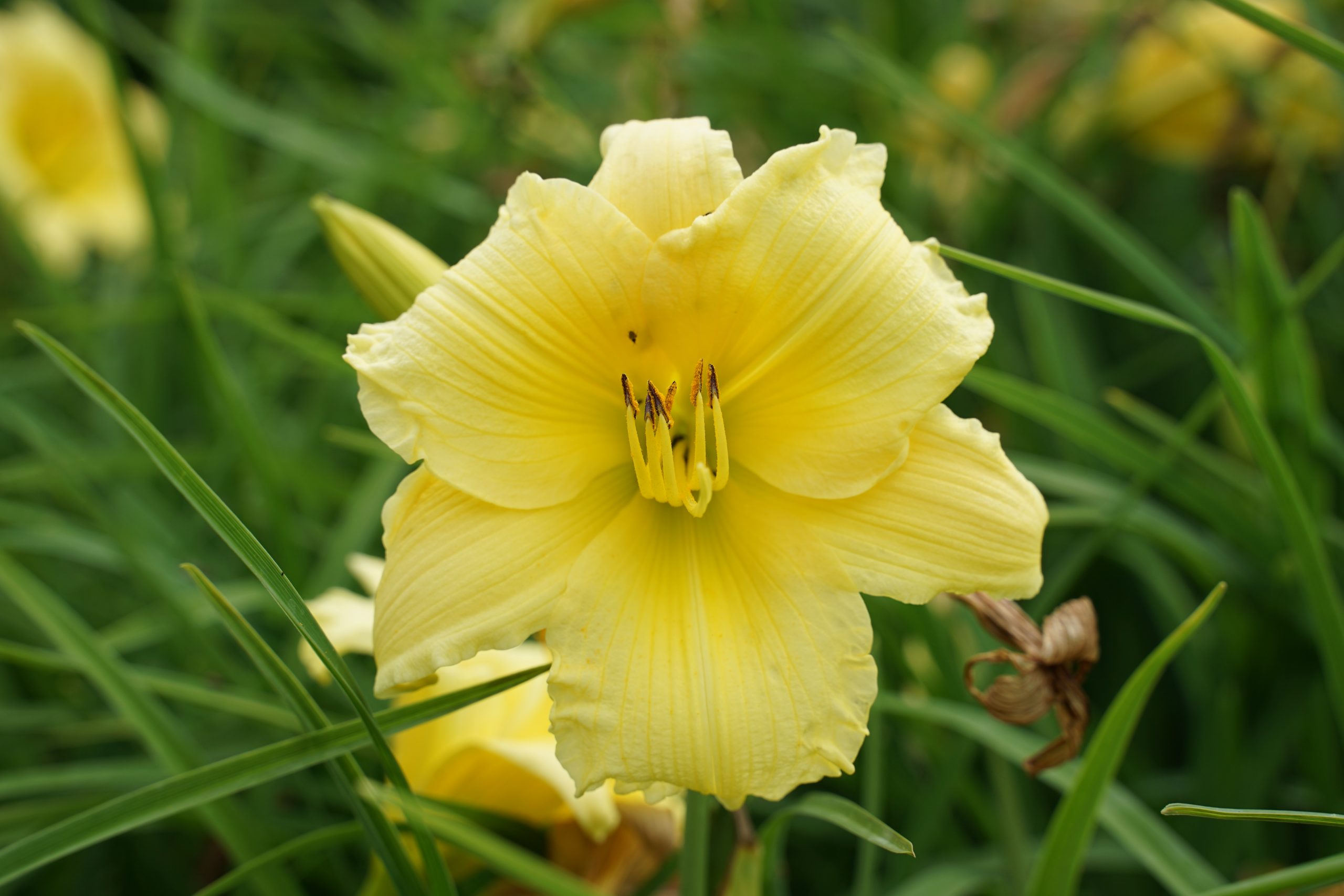 10576_hemerocallis_cultorum_big_time_happy_SS_003.jpg