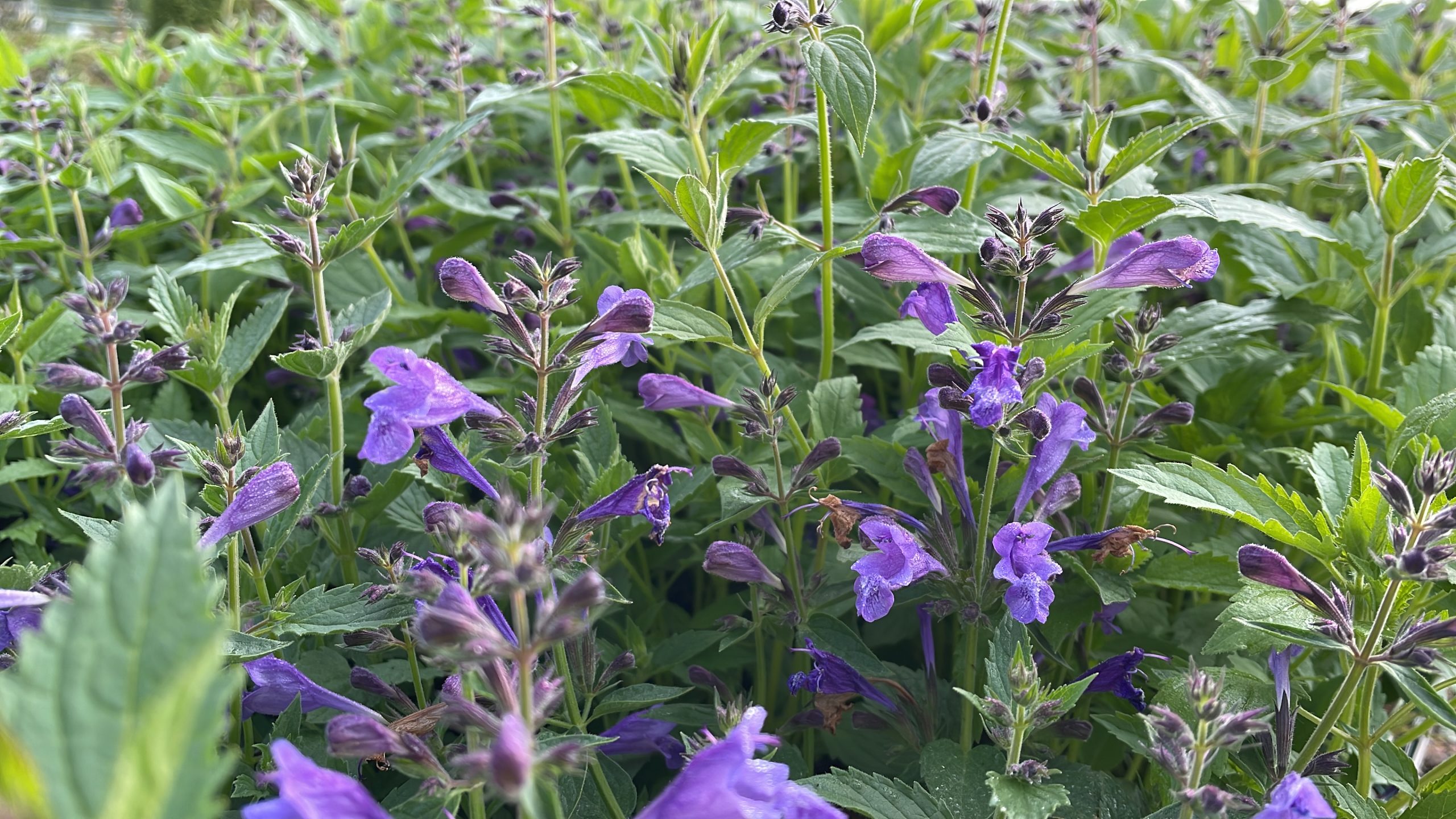 10623_nepeta_subsessilis_prelude_purple_SS_002.jpg