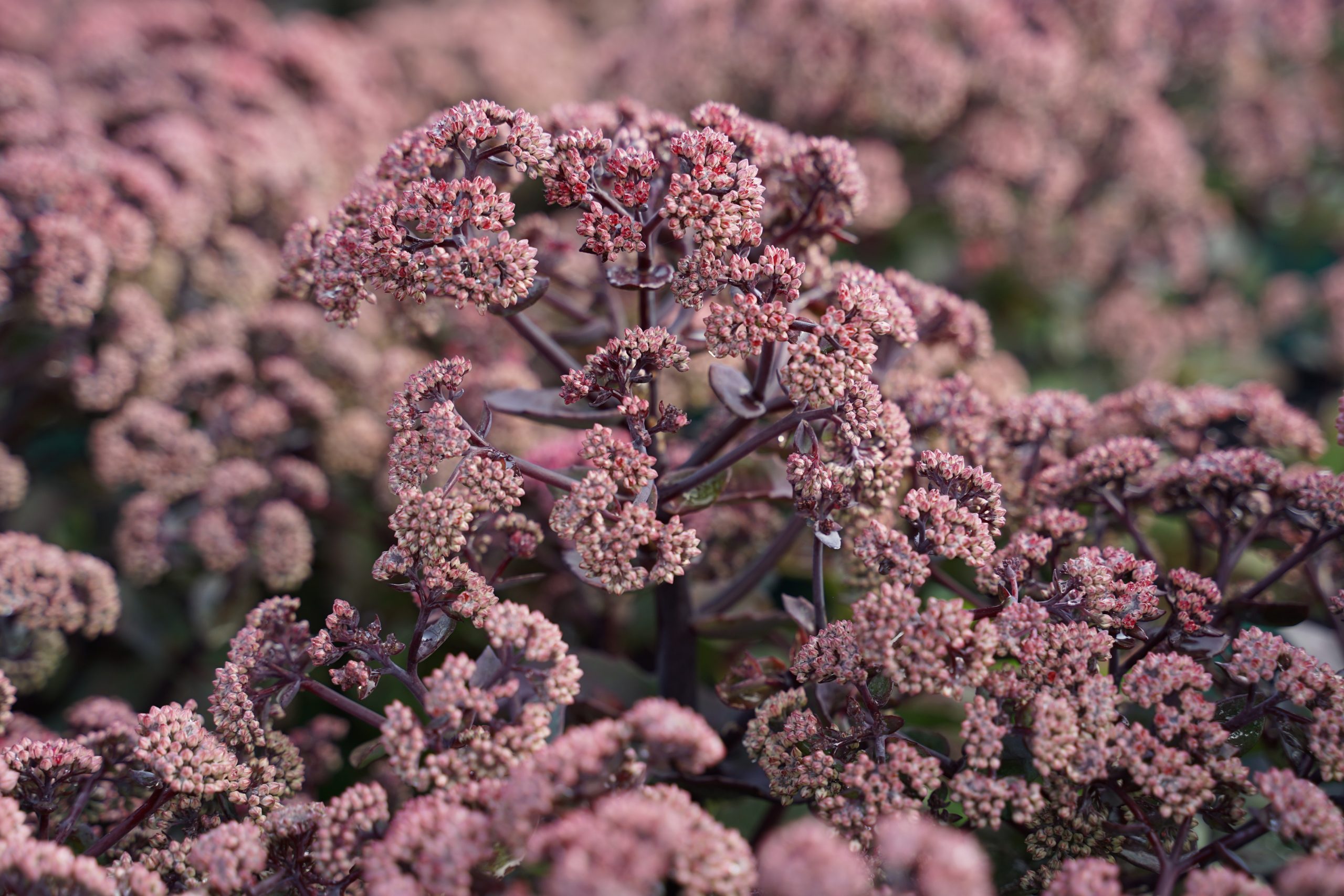 10731_sedum_telephium_seduction_rose_soiree_SS_002.jpg