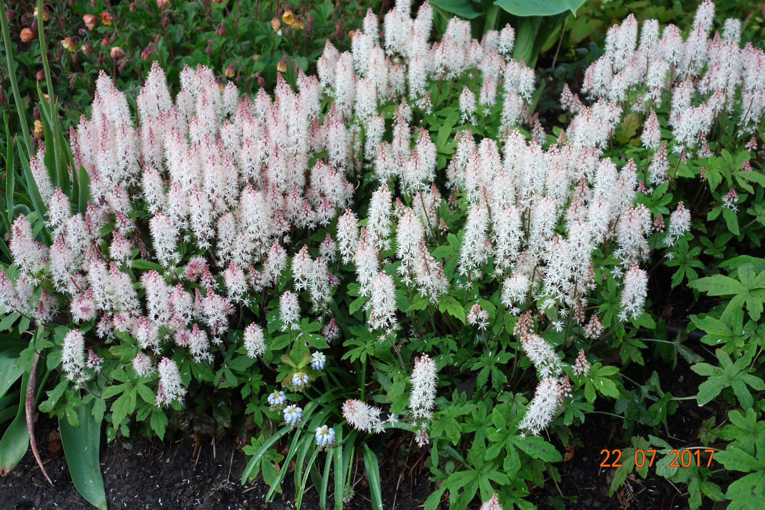 10762_tiarella_laciniata_spring_symphony_SS_005.jpg
