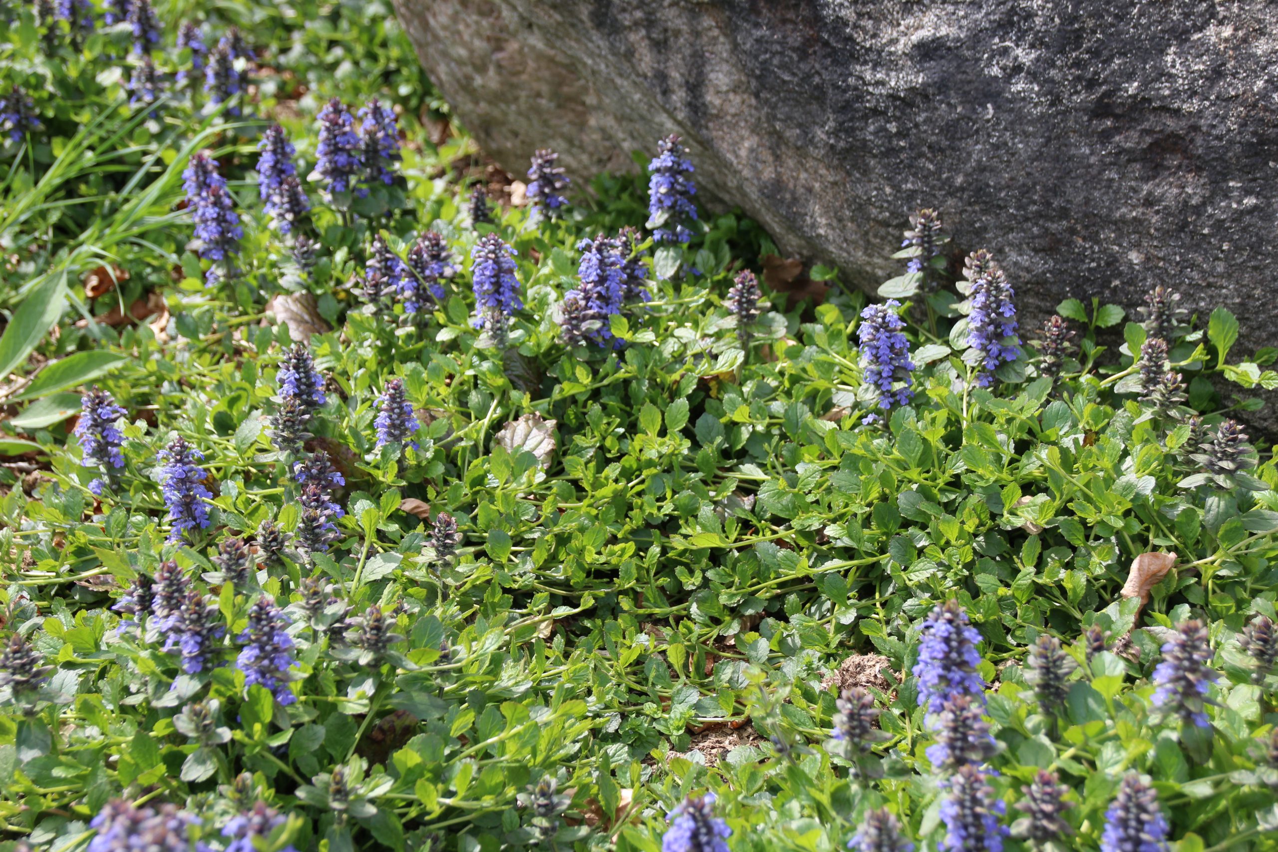 10818_ajuga_reptans_SS_007.jpg
