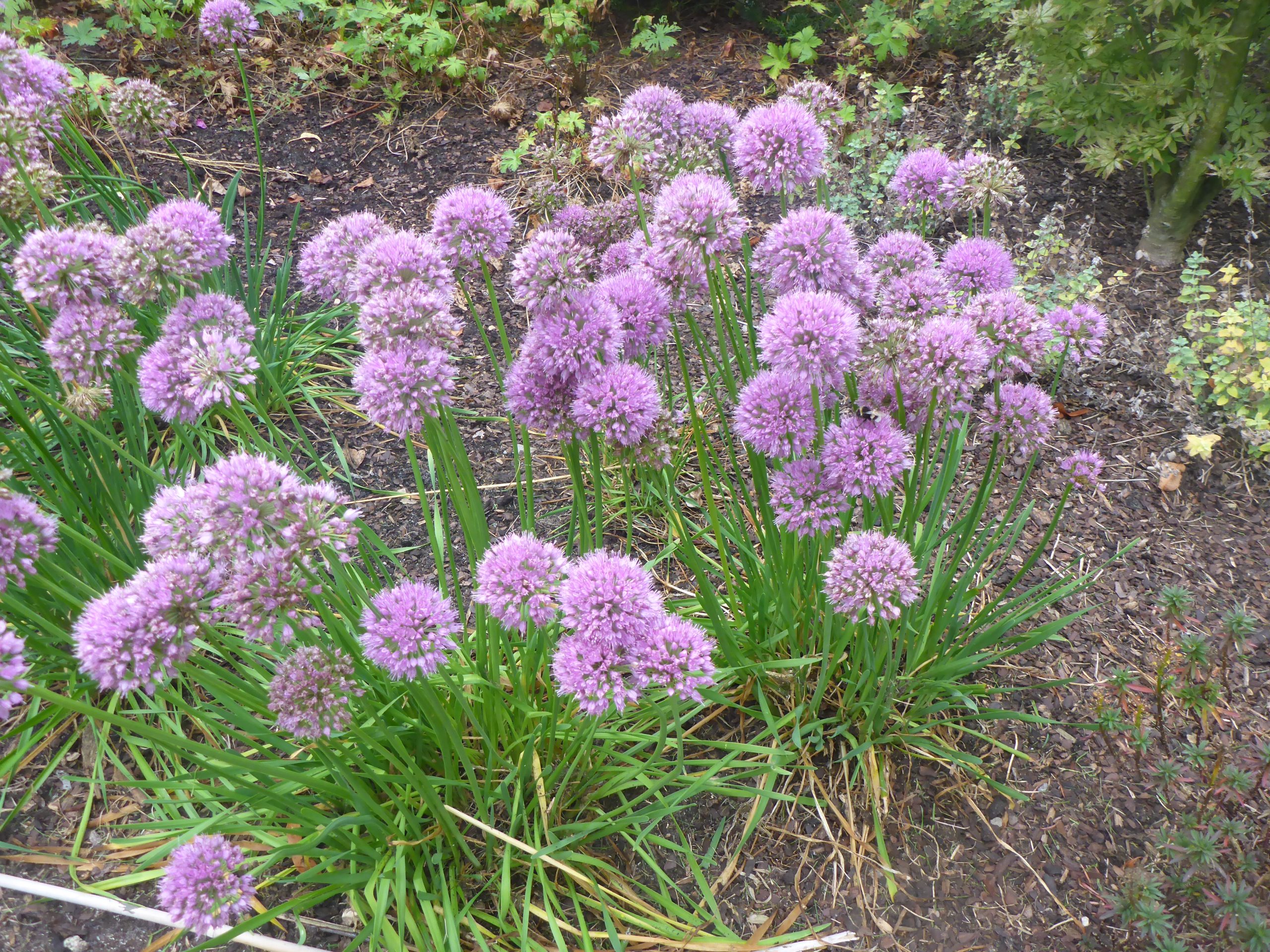 10843_allium_senescens_serendipity_SS_004.jpg
