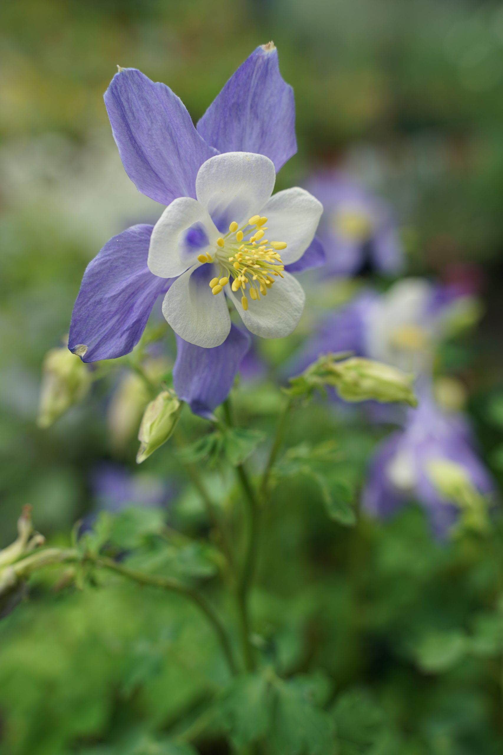 10901_aquilegia_flabellata_spring_magic_blue_white_SS_003.jpg