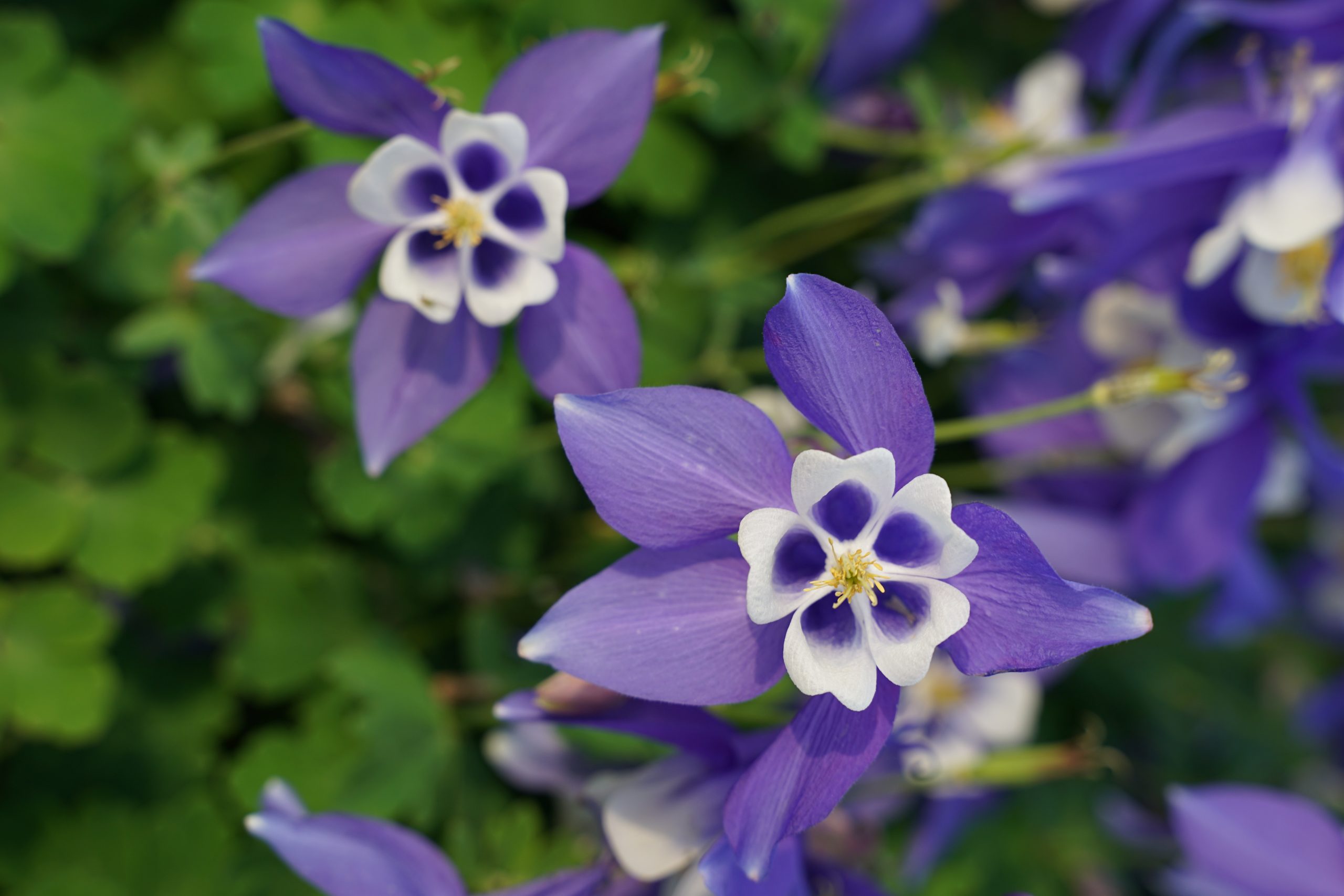 10902_aquilegia_flabellata_spring_magic_blue_white_SS_004.jpg