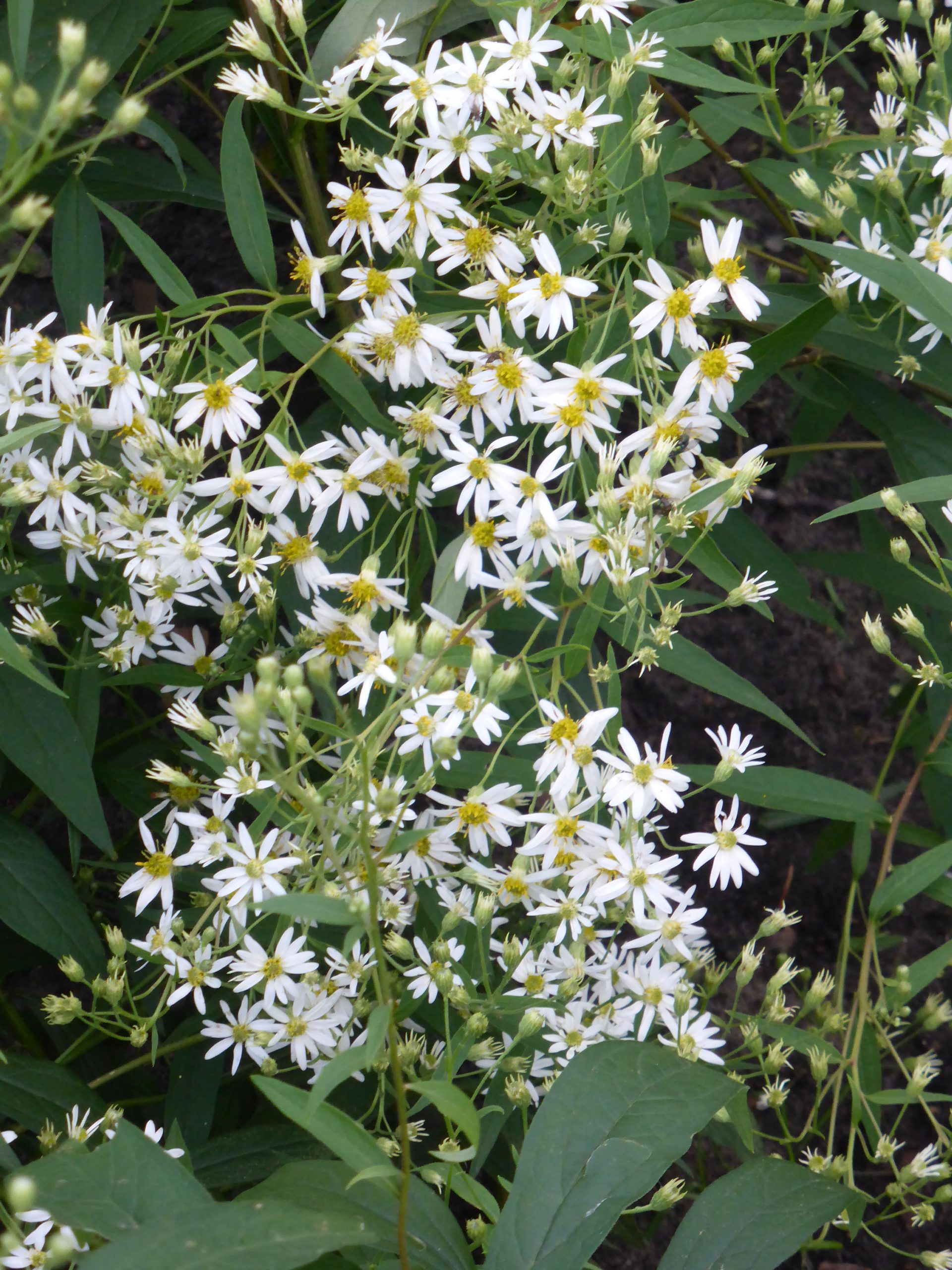 10970_aster_umbellatus_weisser_schirm_SS_003.jpg