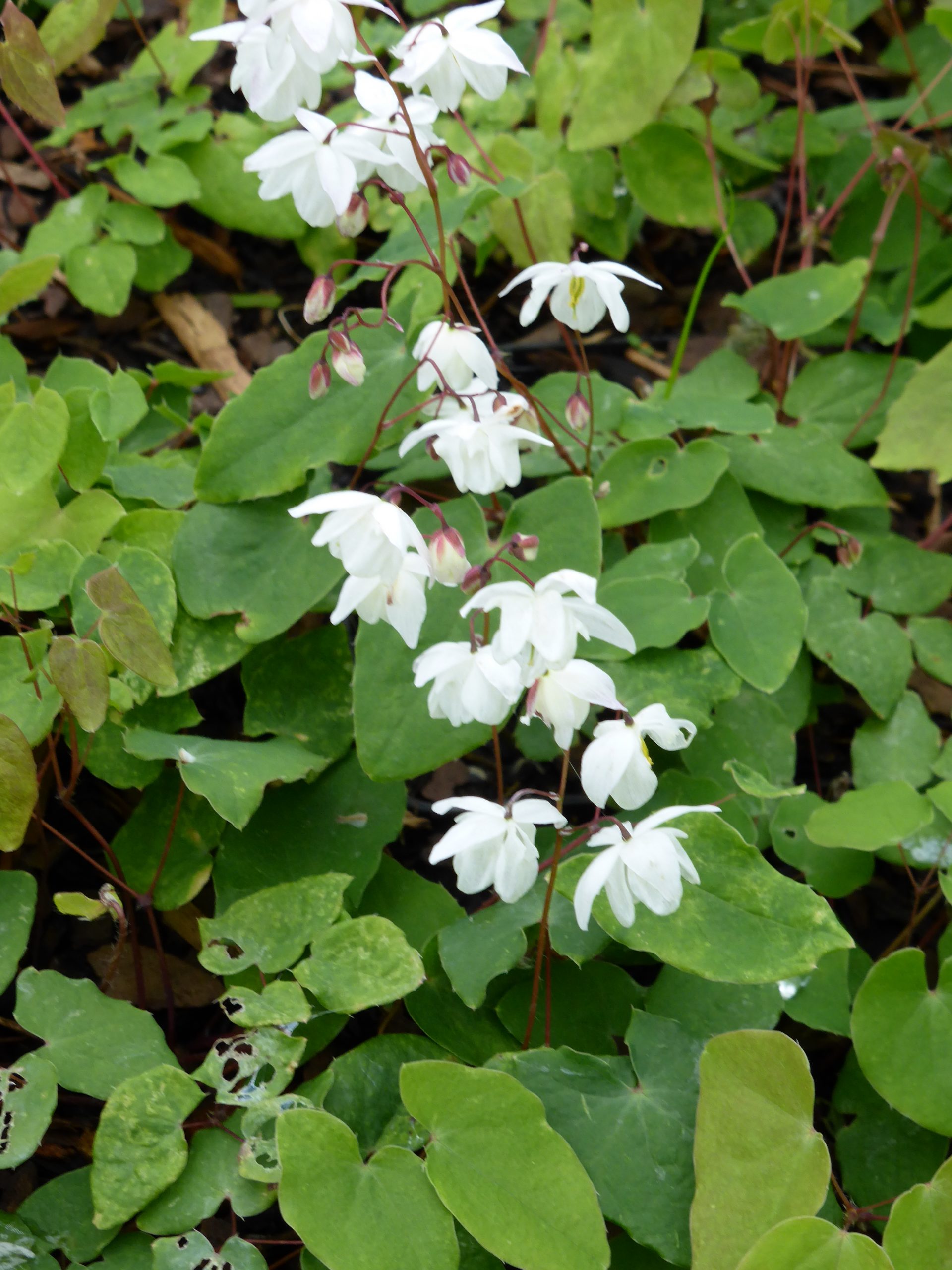 11050_epimedium_cultorum_alabaster_SS_002.jpg