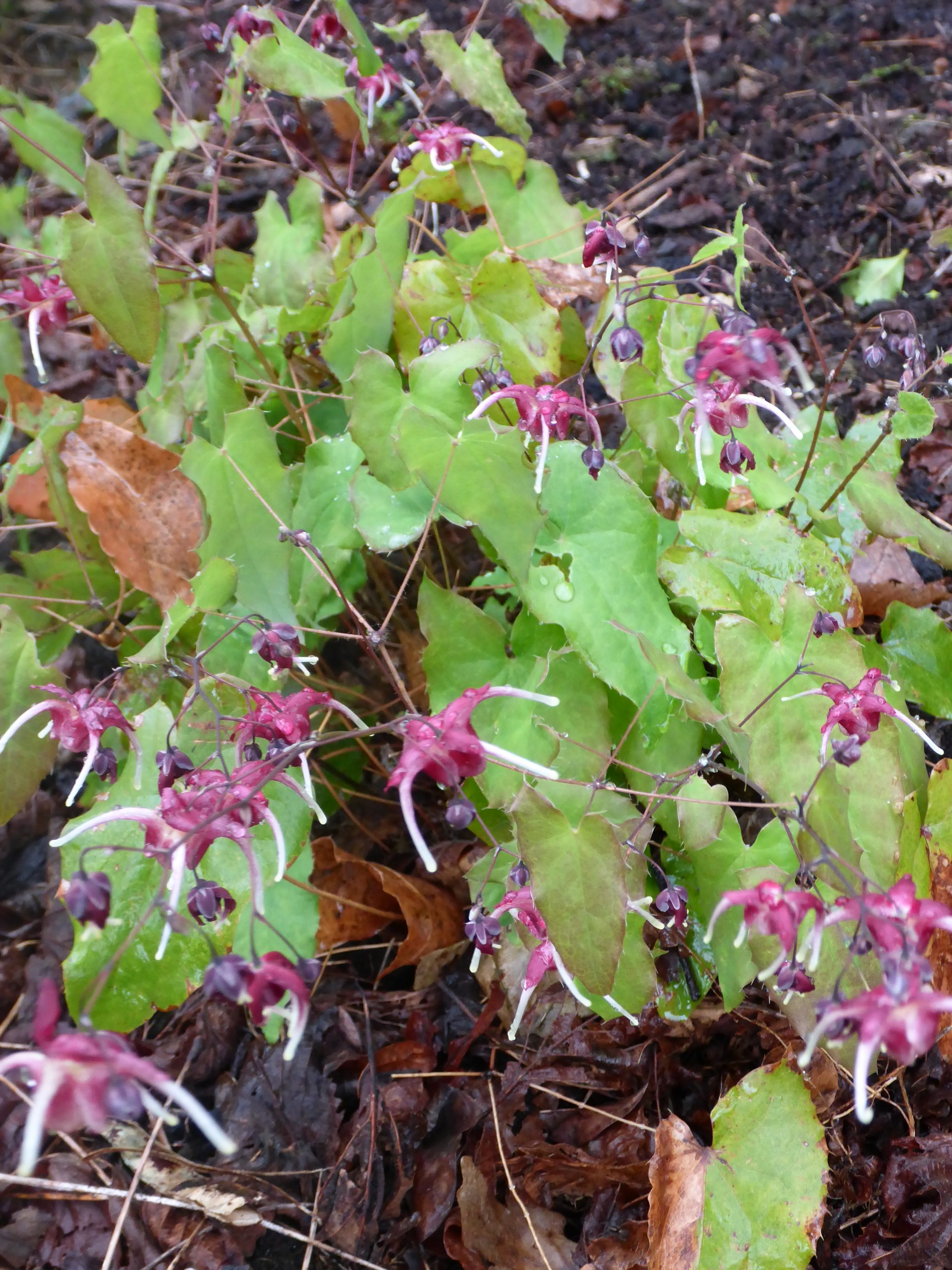 11058_epimedium_cultorum_red_maximum_SS_001.jpg