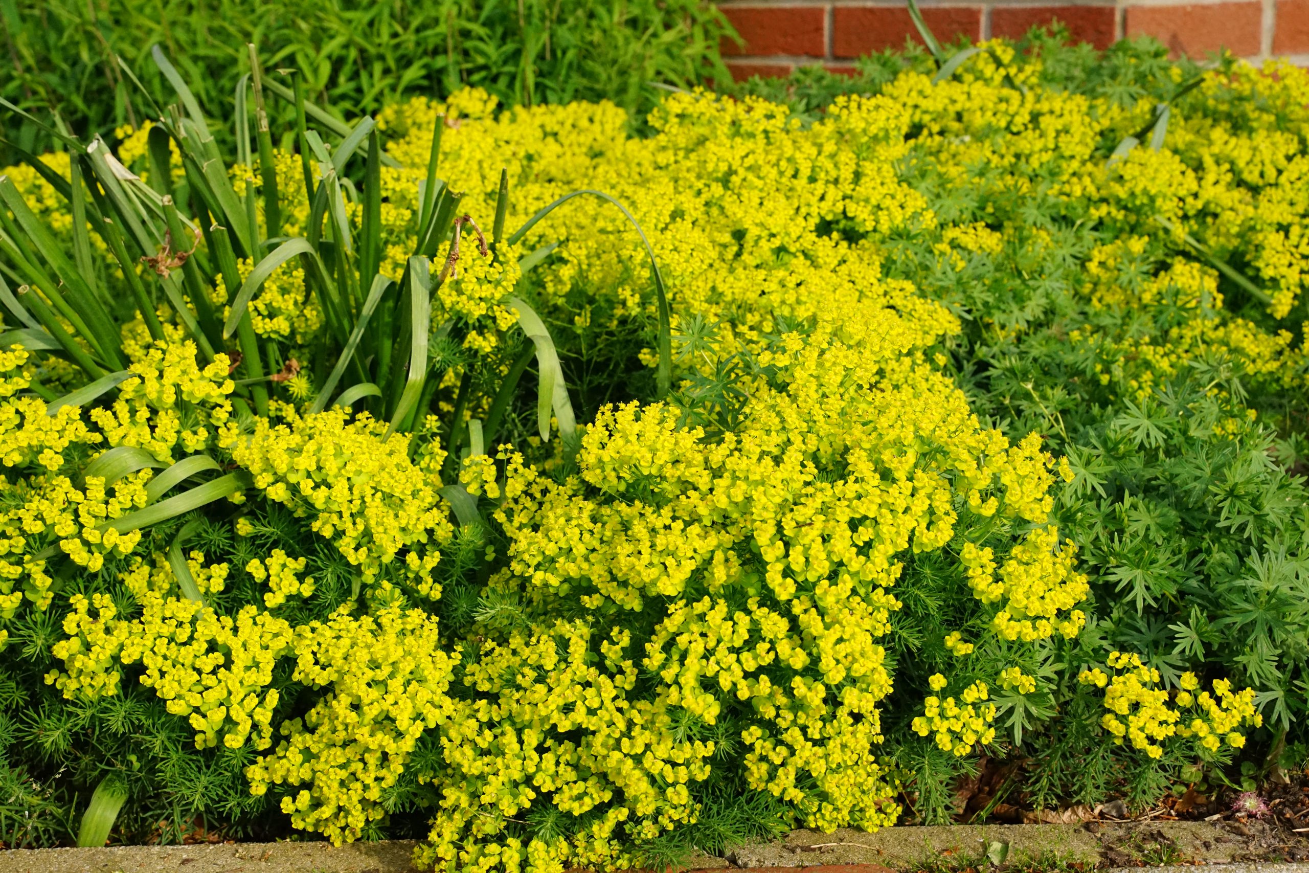 11100_euphorbia_cyparissias_SS_004.jpg