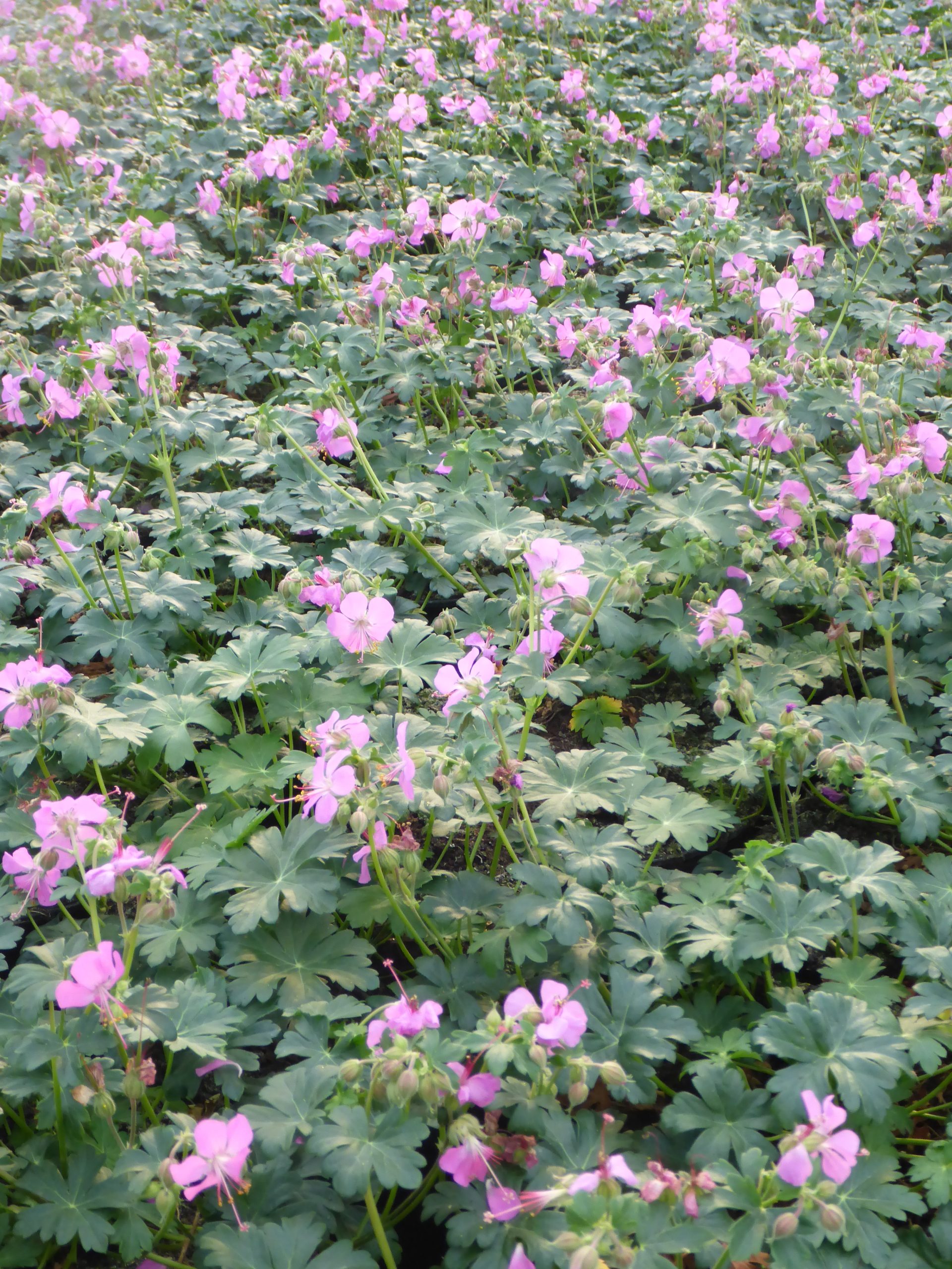 11122_geranium_cantabrigiense_berggarten_SS_001.jpg