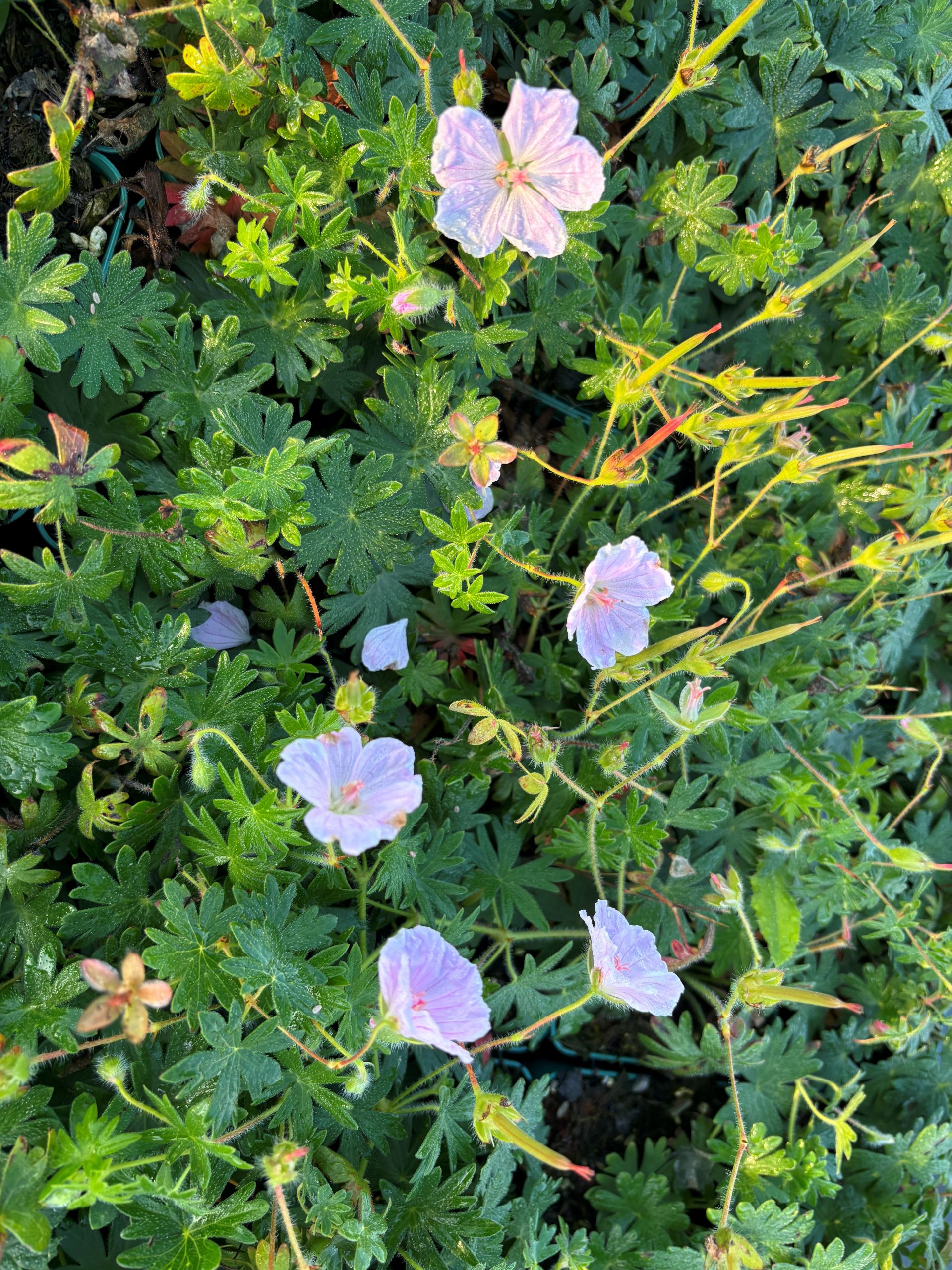 11153_geranium_sanguineum_frivolius_pink_SS_002.jpg