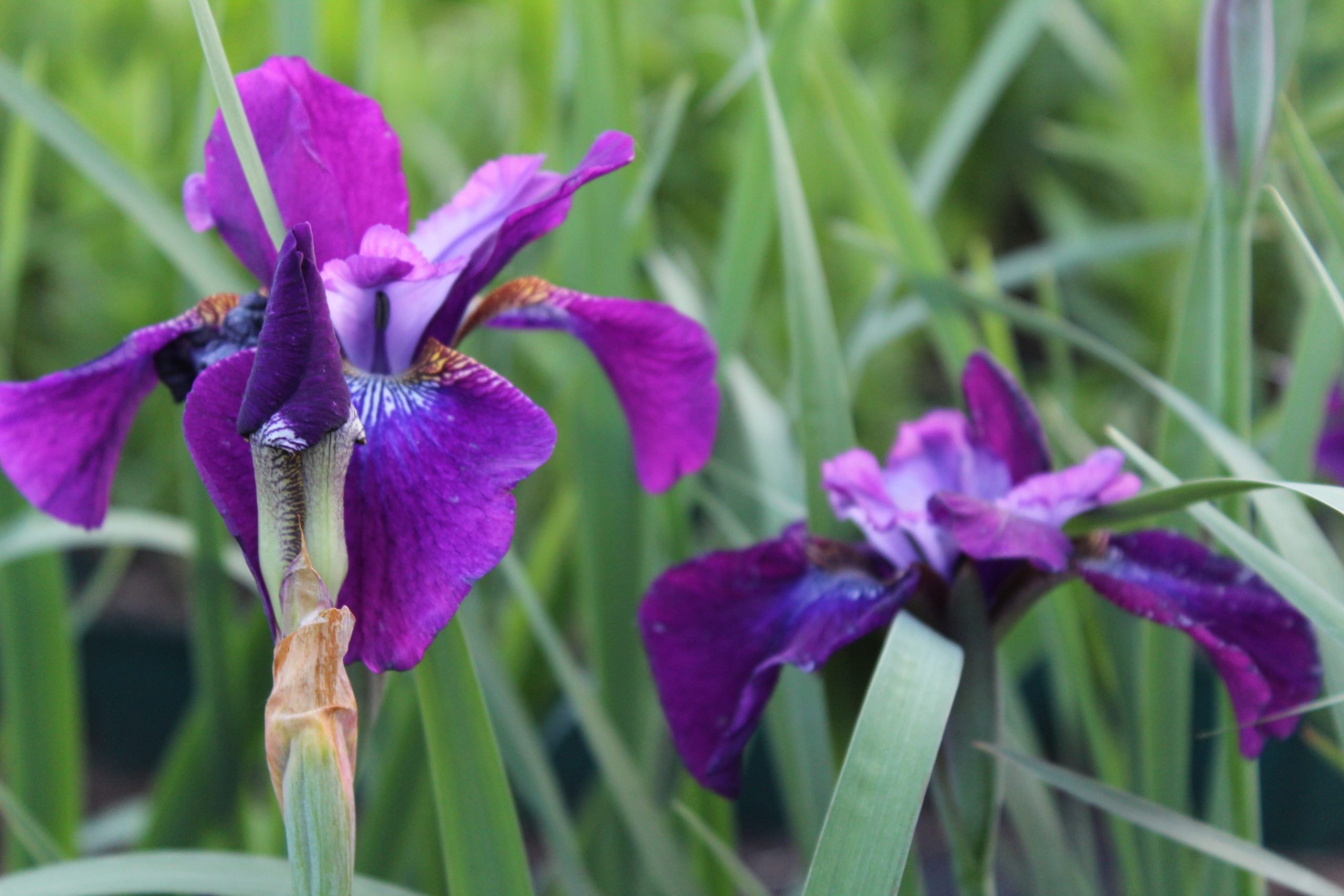 11240_iris_sibirica_hubbard_SS_003.jpg