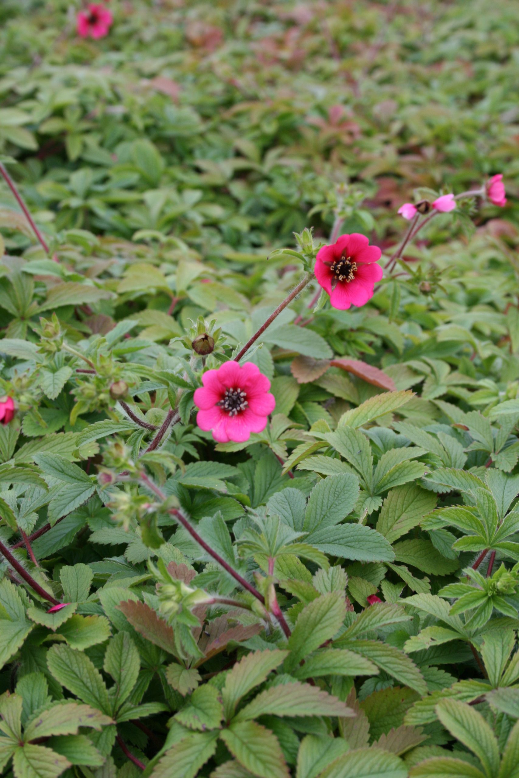 11371_potentilla_nepalensis_ron_mcbeath_SS_002.jpg