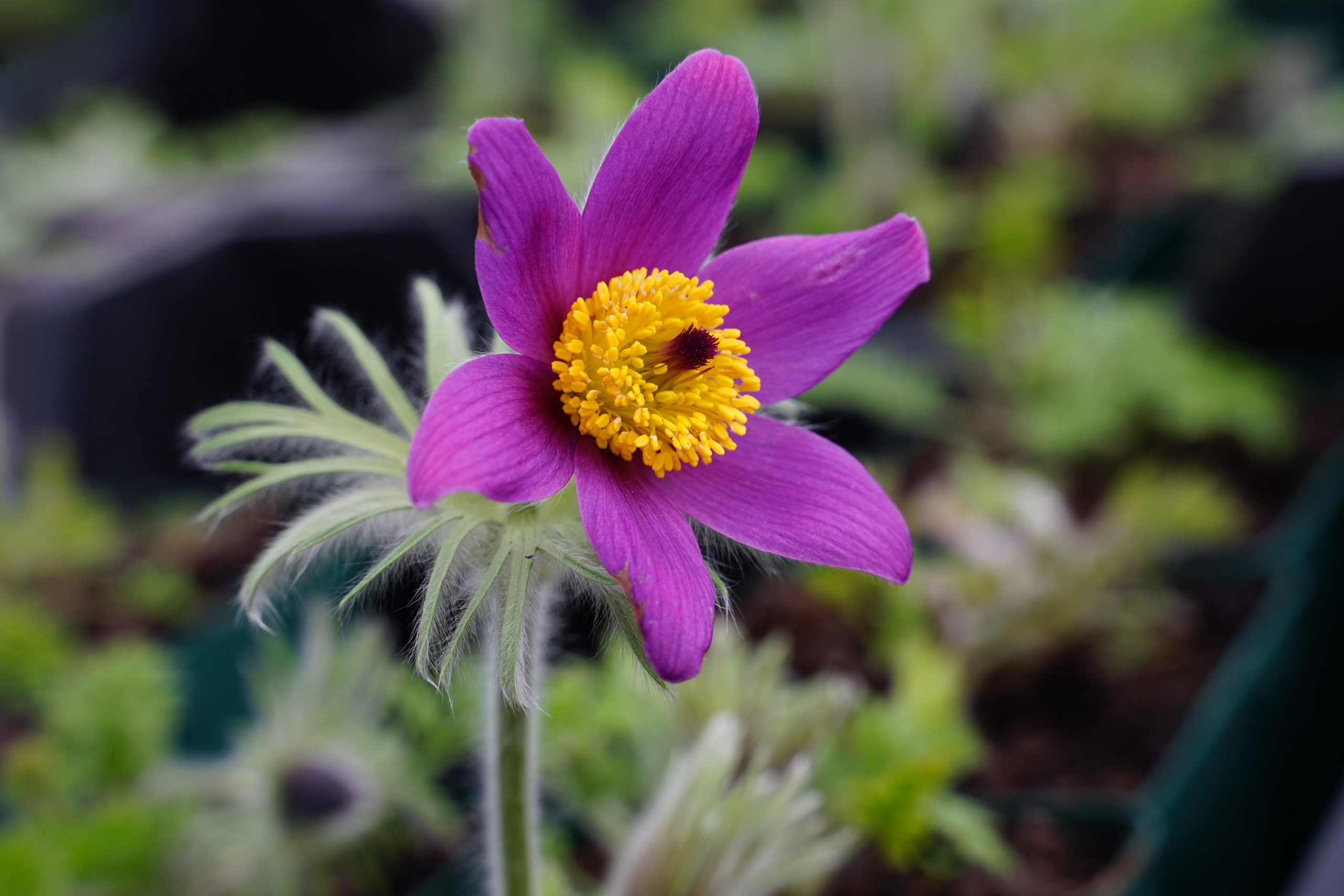 11391_pulsatilla_vulgaris_pinwheel_blue_shades_SS_003.jpg
