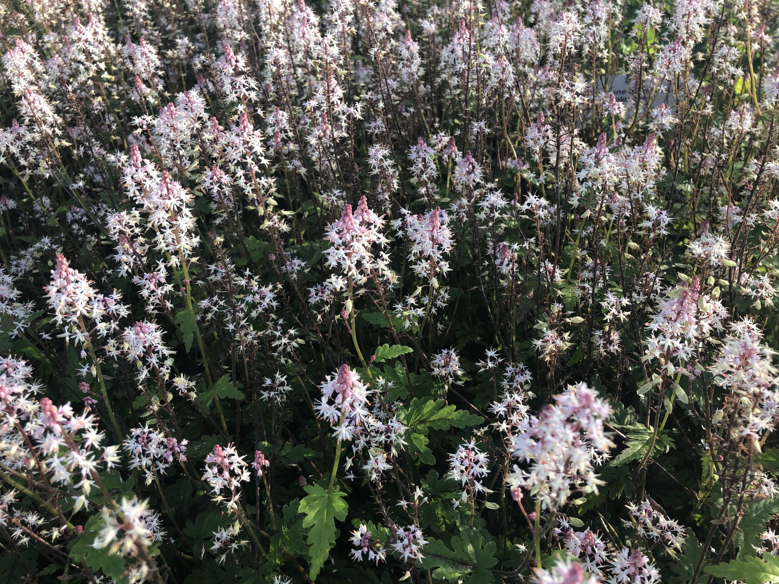 11471_tiarella_laciniata_angel_wings_SS_004.jpg
