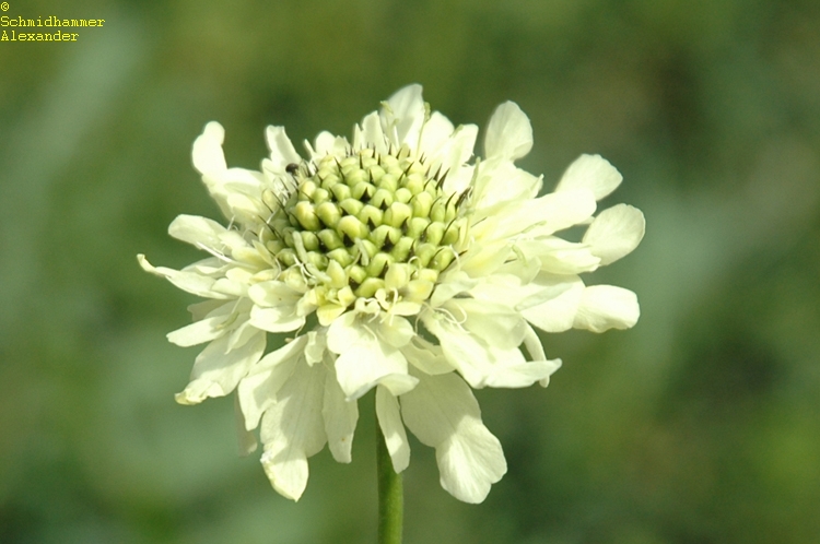 1211_cephalaria_gigantea_XS_008.jpeg