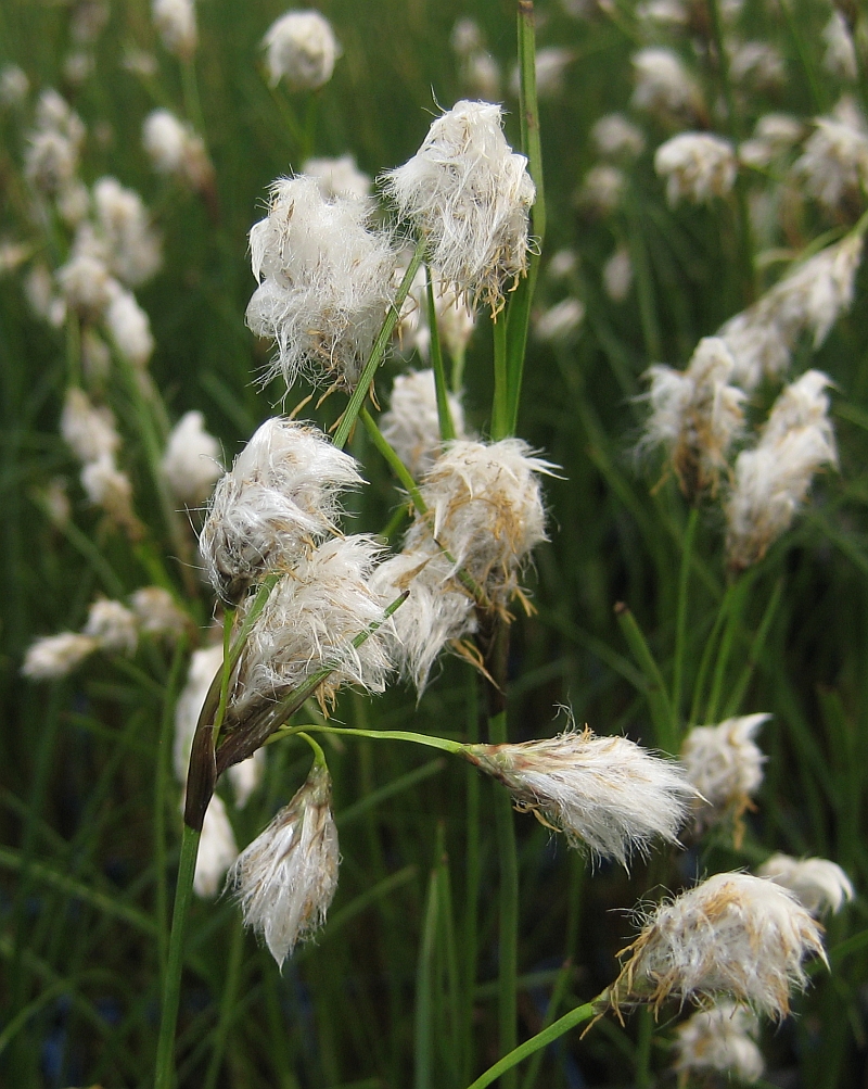 12274_eriophorum_angustifolium_XS_003.jpg
