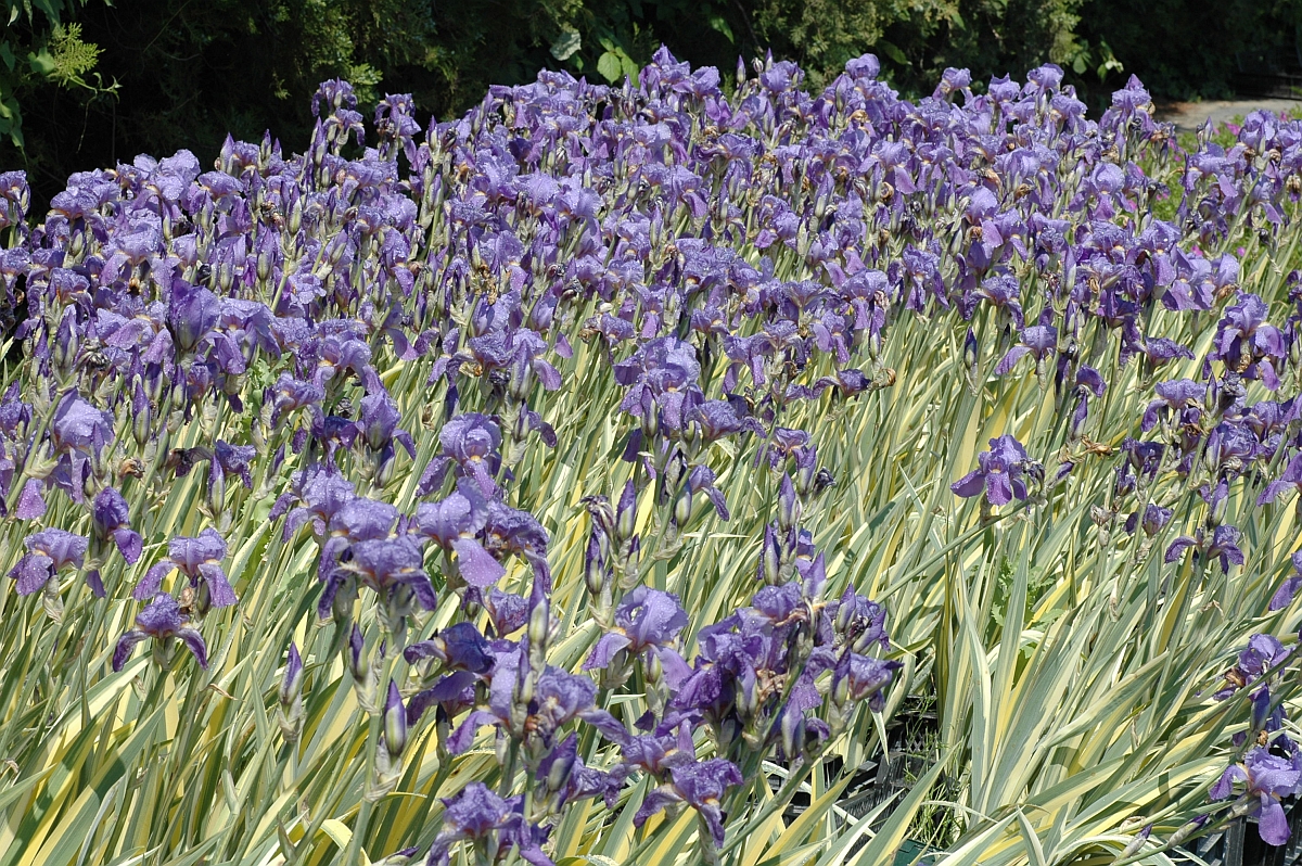12276_iris_pallida_aureo_variegata_XS_002.jpg