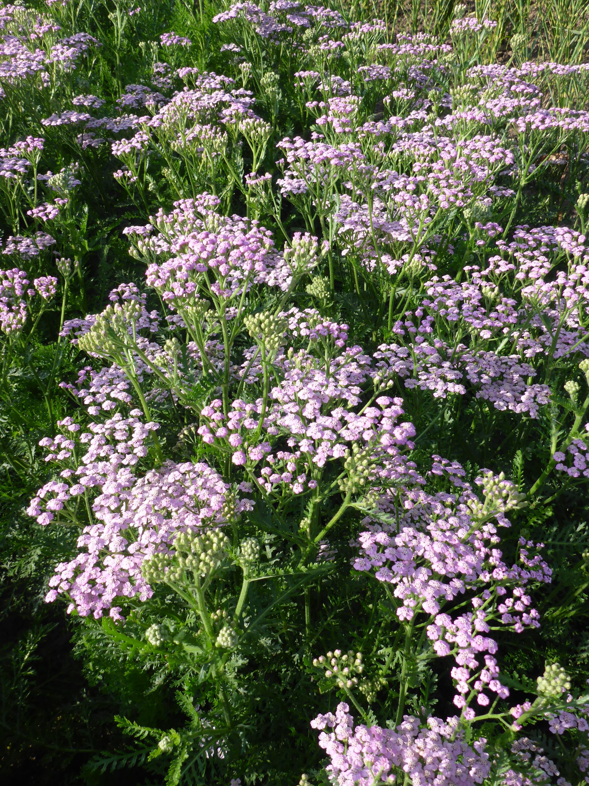 12294_achillea_millef_lilac_beauty_SS_003.jpg