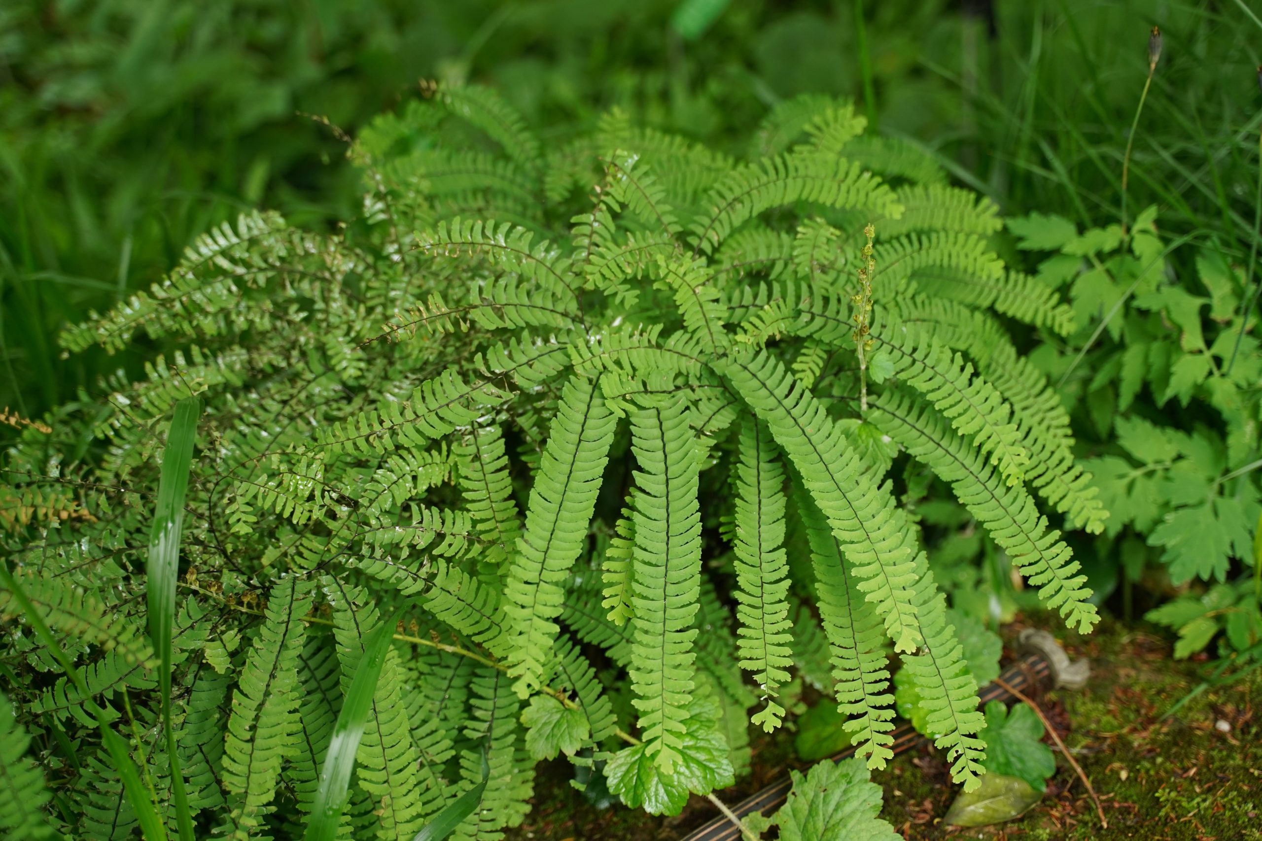 12303_adiantum_pedatum_SS_005.jpg