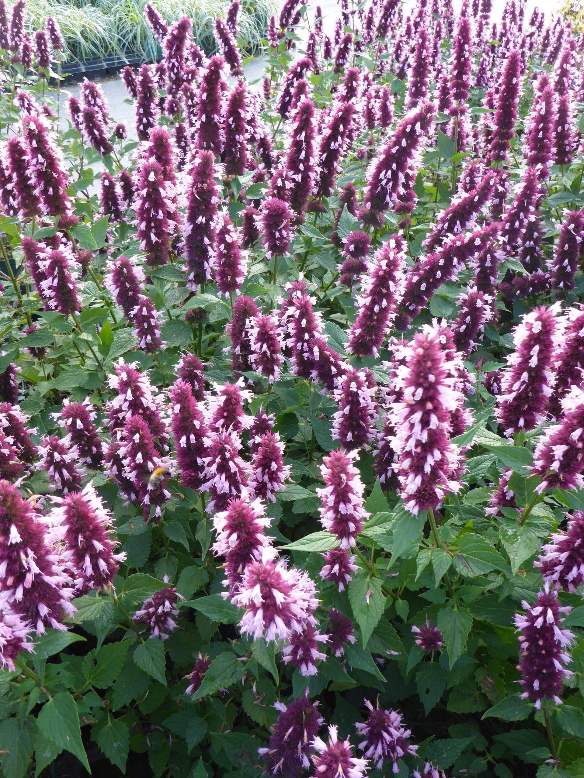 12305_agastache_rugosa_beelicious_pink_SS_003.jpg