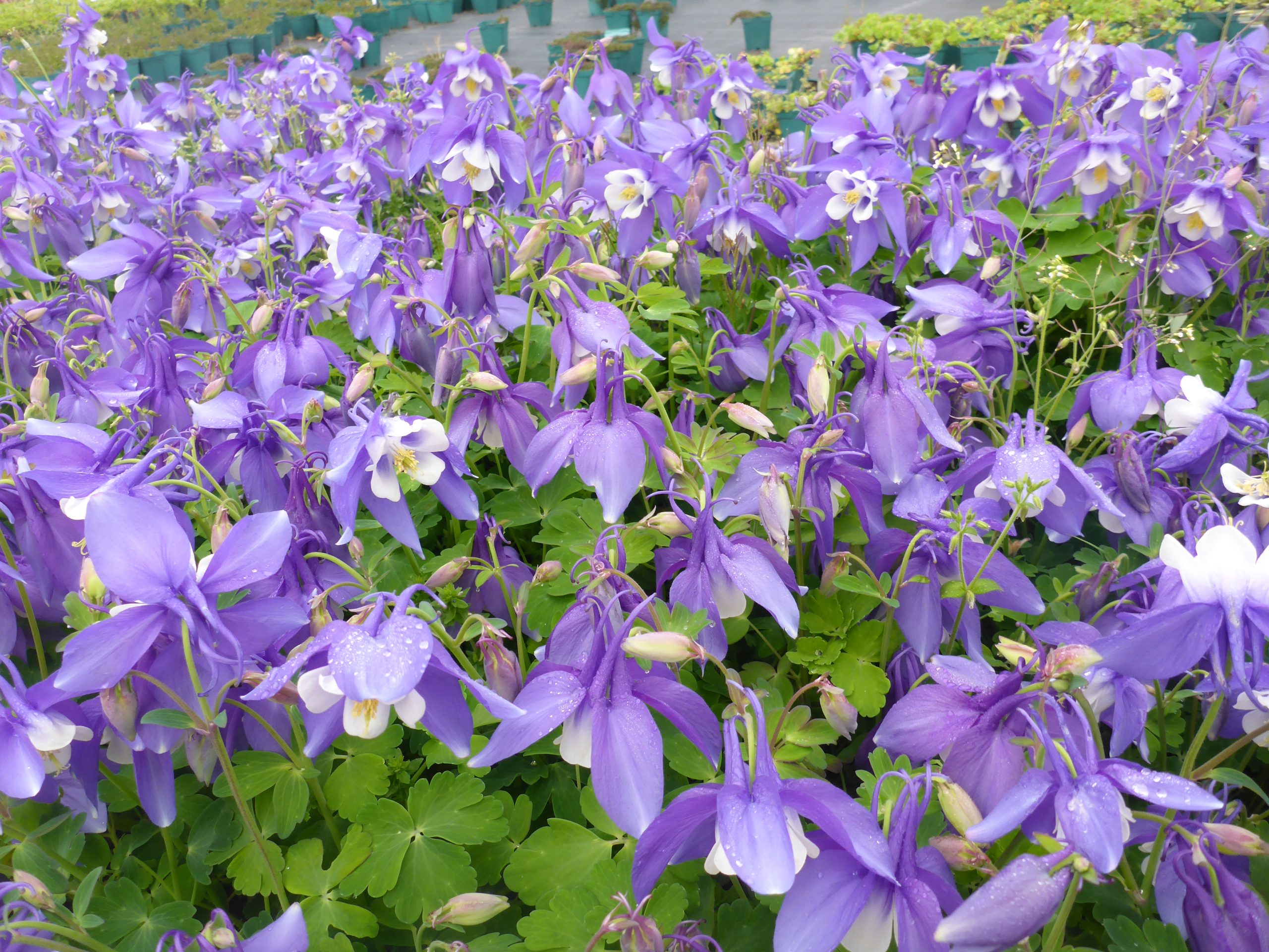 12337_aquilegia_flabellata_spring_magic_blue_white_SS_005.jpg