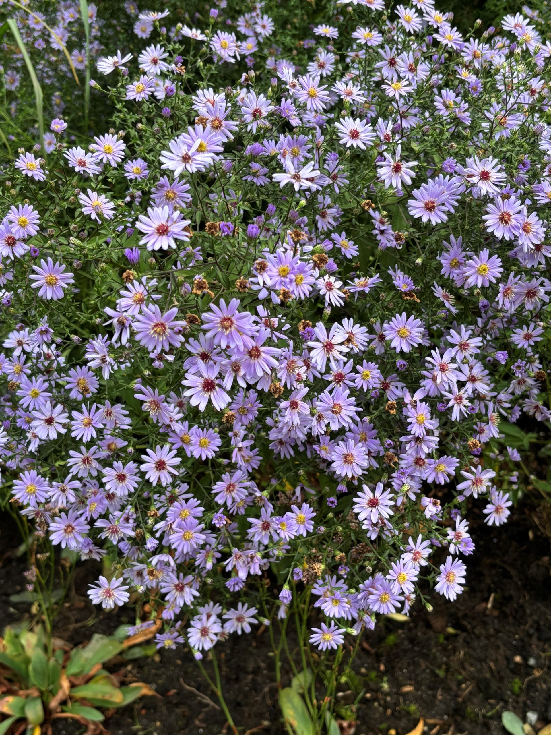 12354_aster_cordifolius_little_carlow_SS_004.jpg