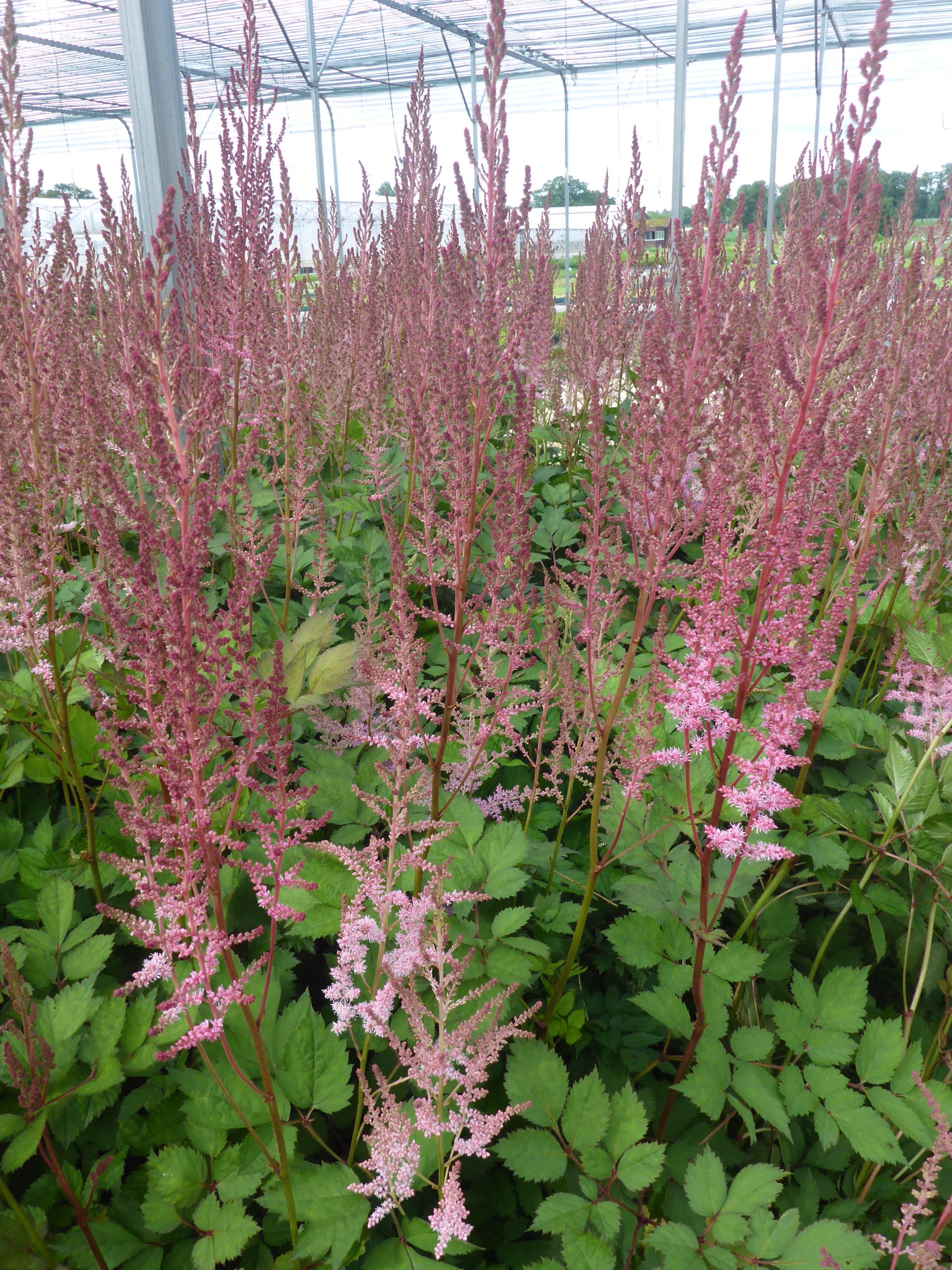 12368_astilbe_chinensis_mighty_pip_SS_006.jpg