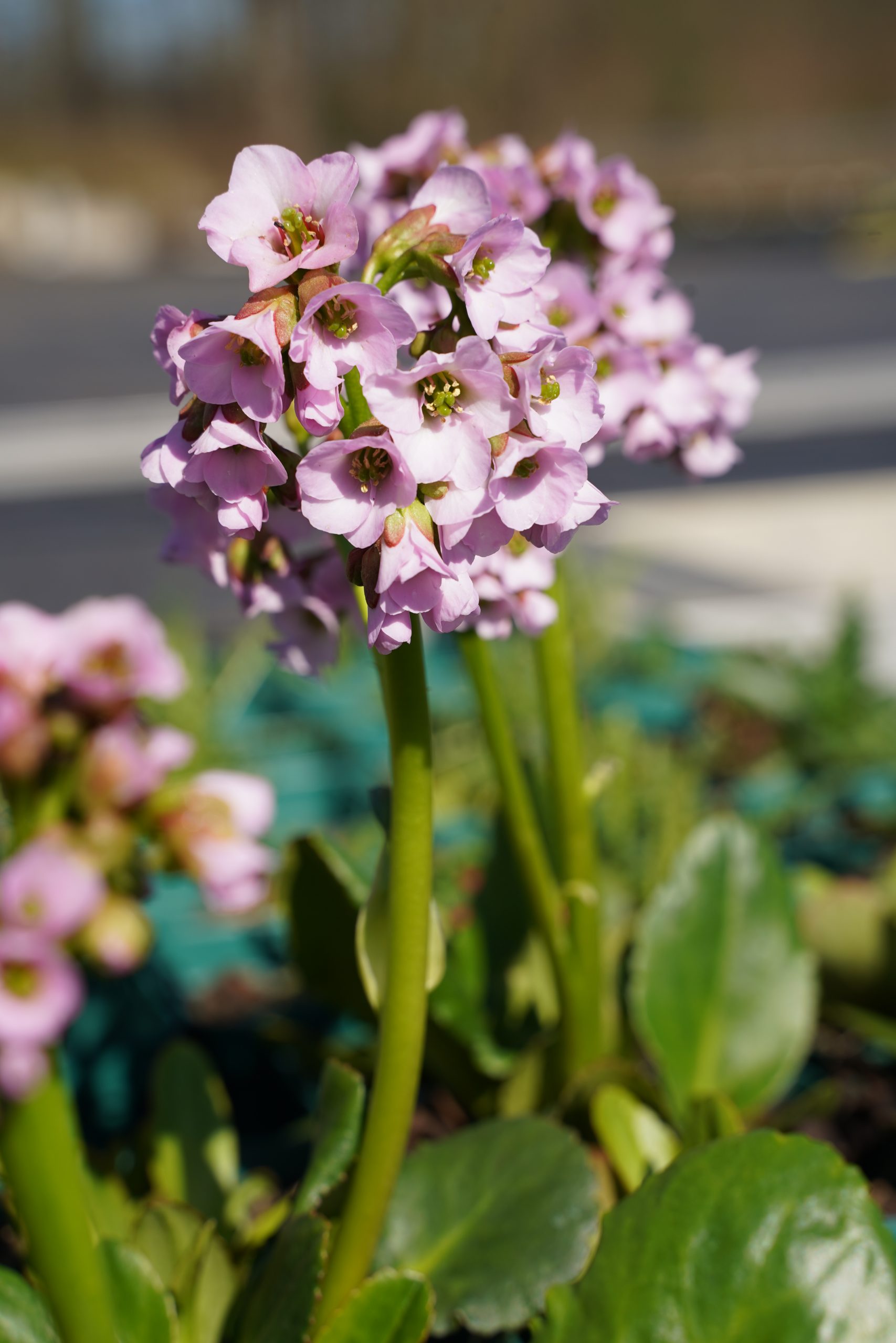 12375_bergenia_cordifolia_fairytale_romance_SS_003.jpg