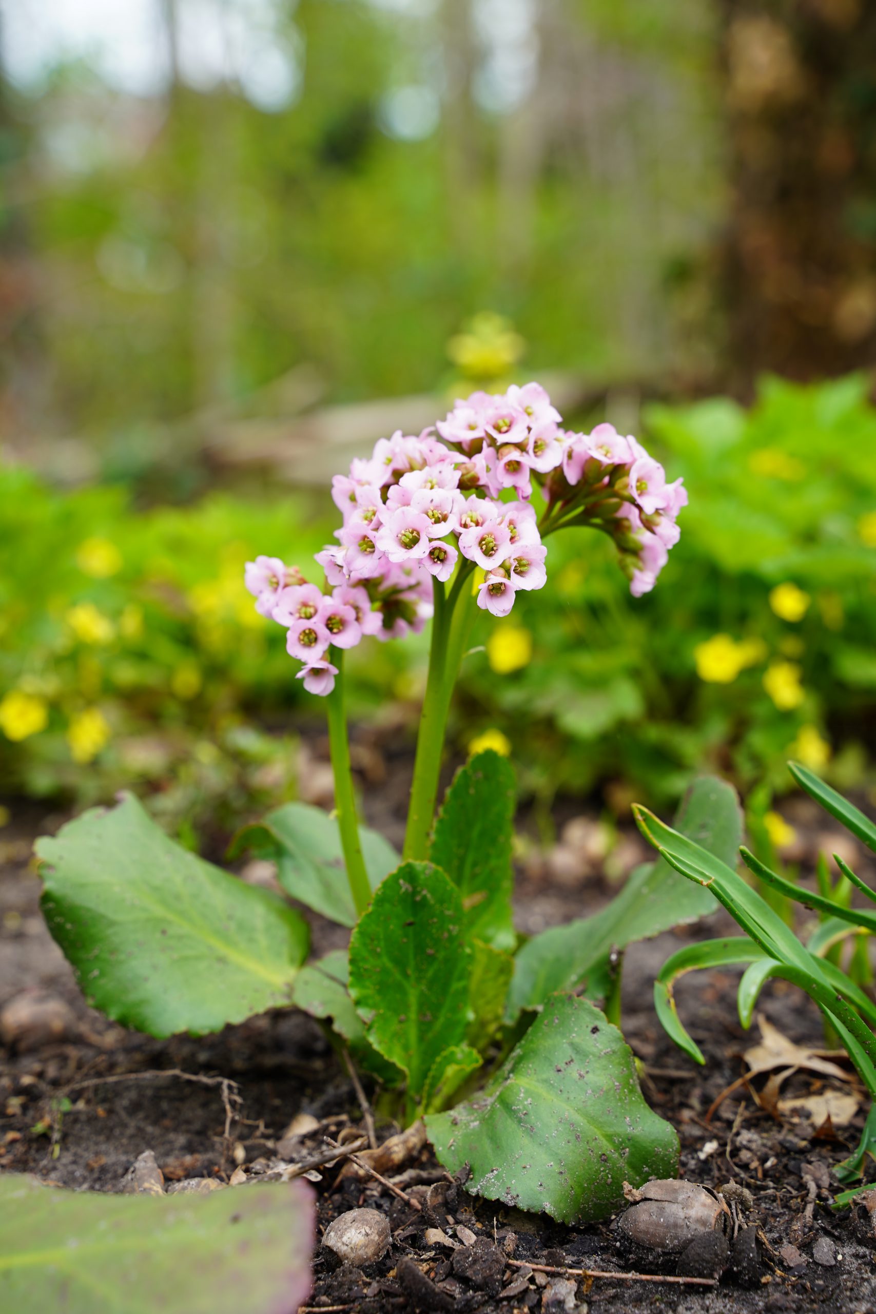 12376_bergenia_cordifolia_fairytale_romance_SS_004.jpg