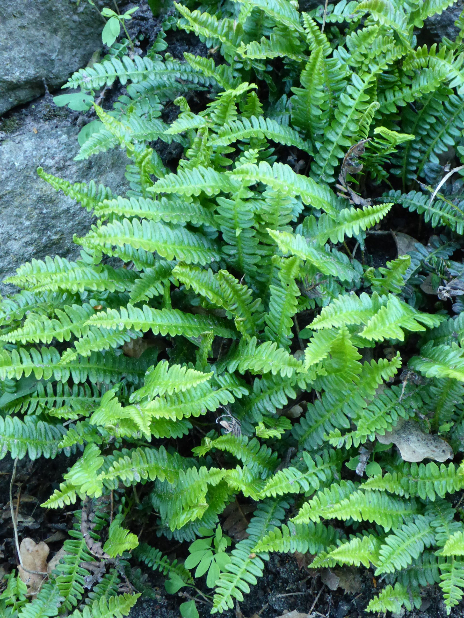 12385_blechnum_penna_marina_SS_005.jpg