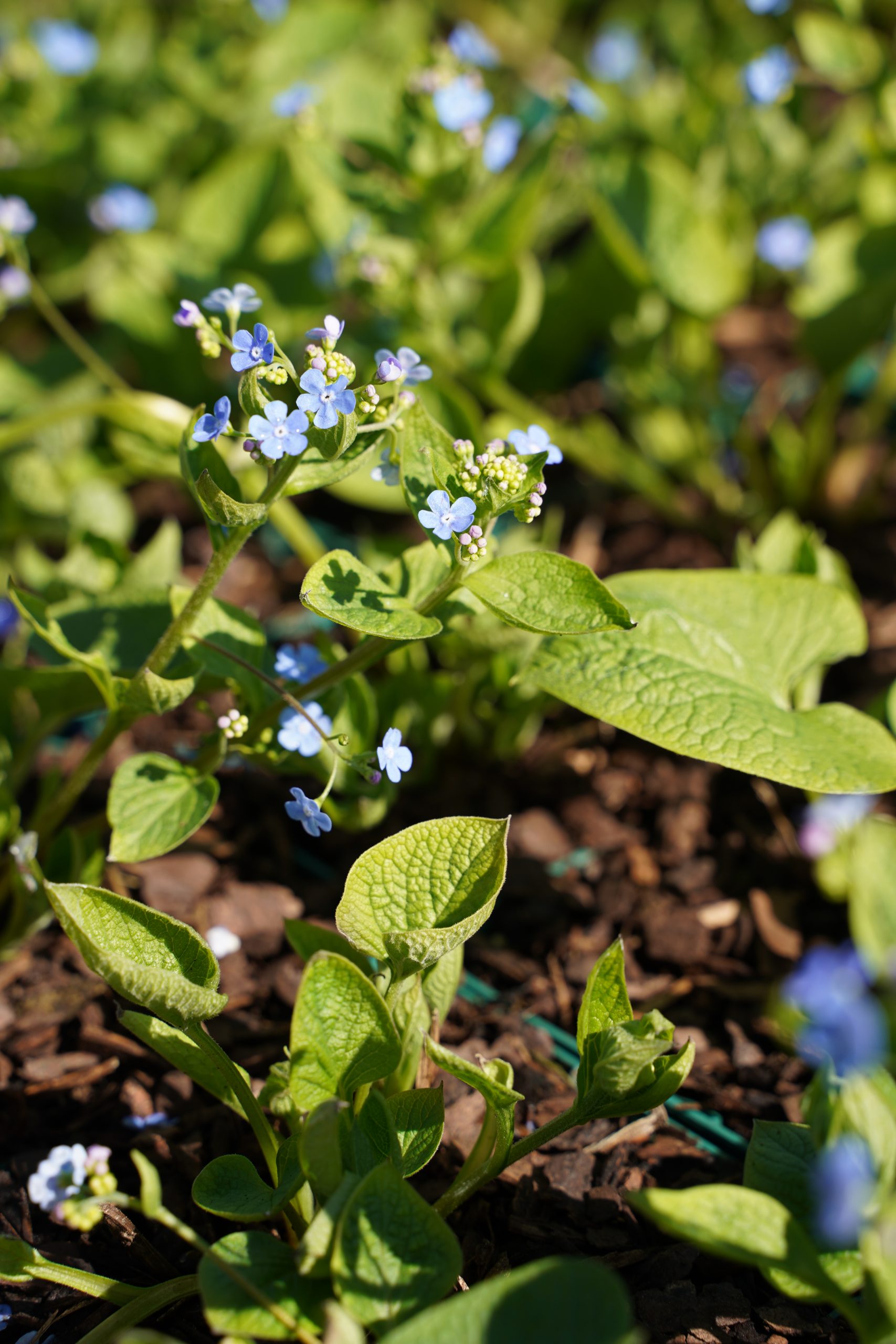 12392_brunnera_macr_caucasian_carpet_SS_001.jpg
