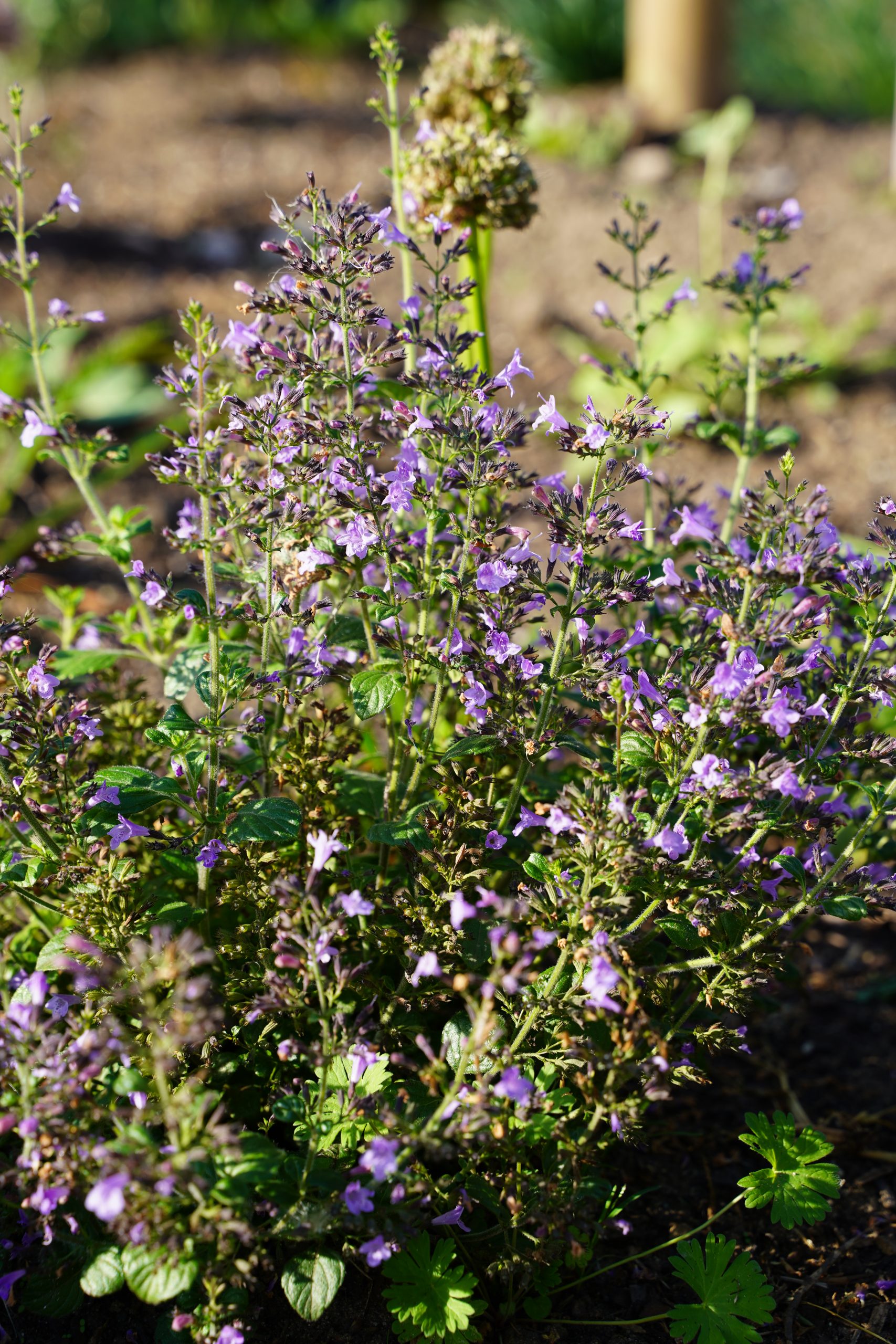 12396_calamintha_nepeta_marvelette_blue_SS_005.jpg