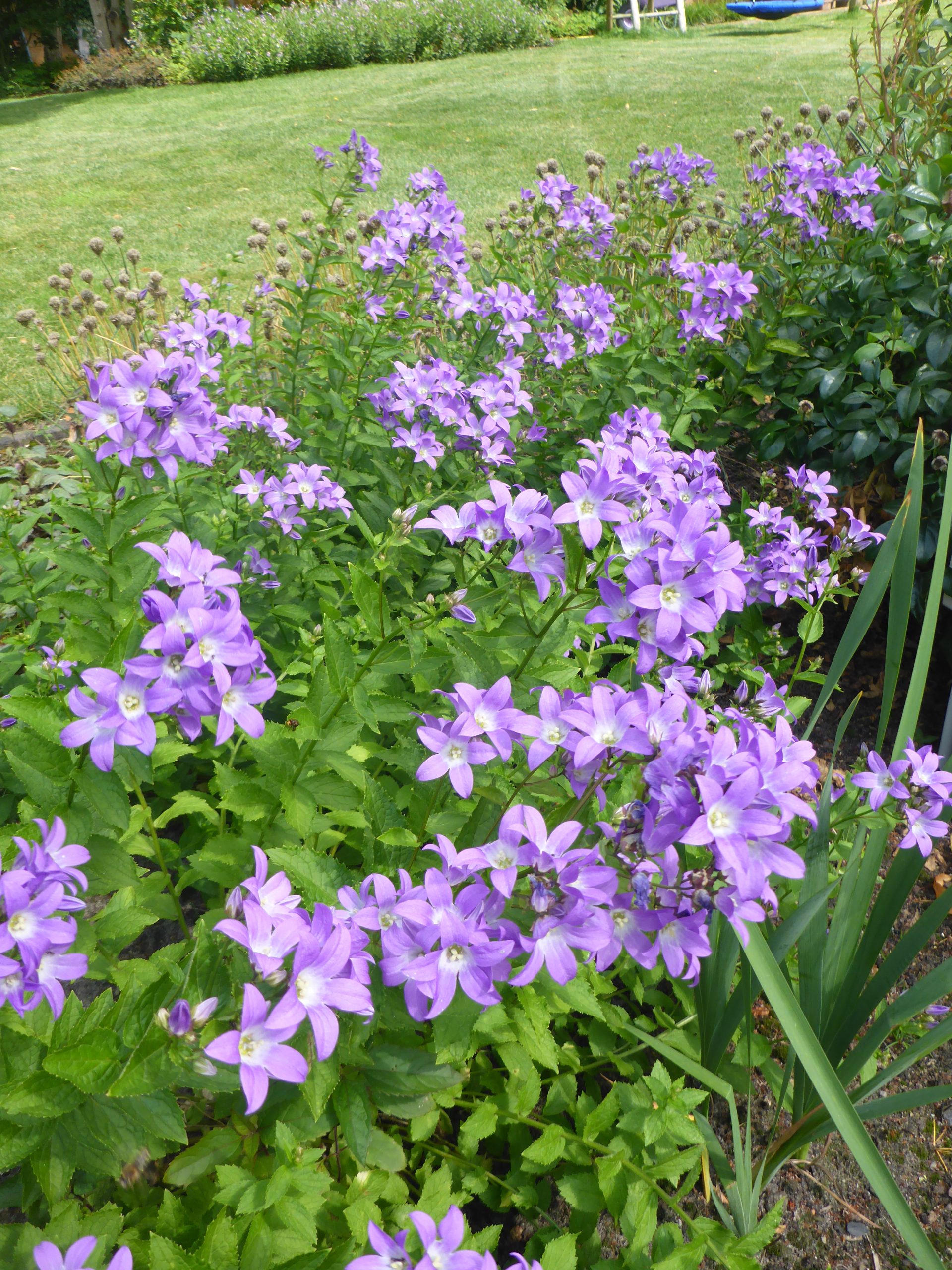 12402_campanula_lactiflora_border_blues_SS_001.jpg