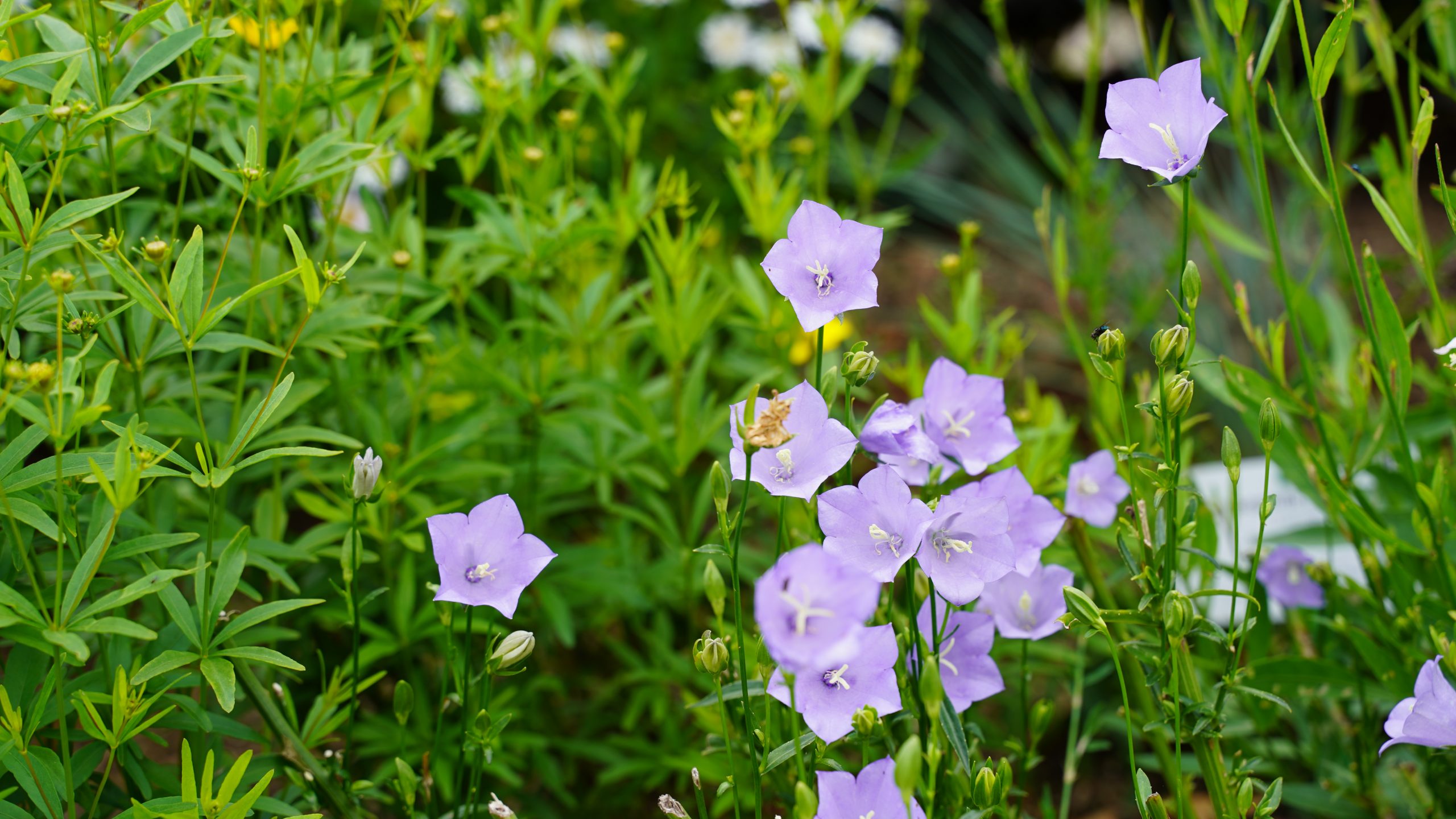 12405_campanula_persicifolia_grandiflora_coerulea_SS_004.jpg