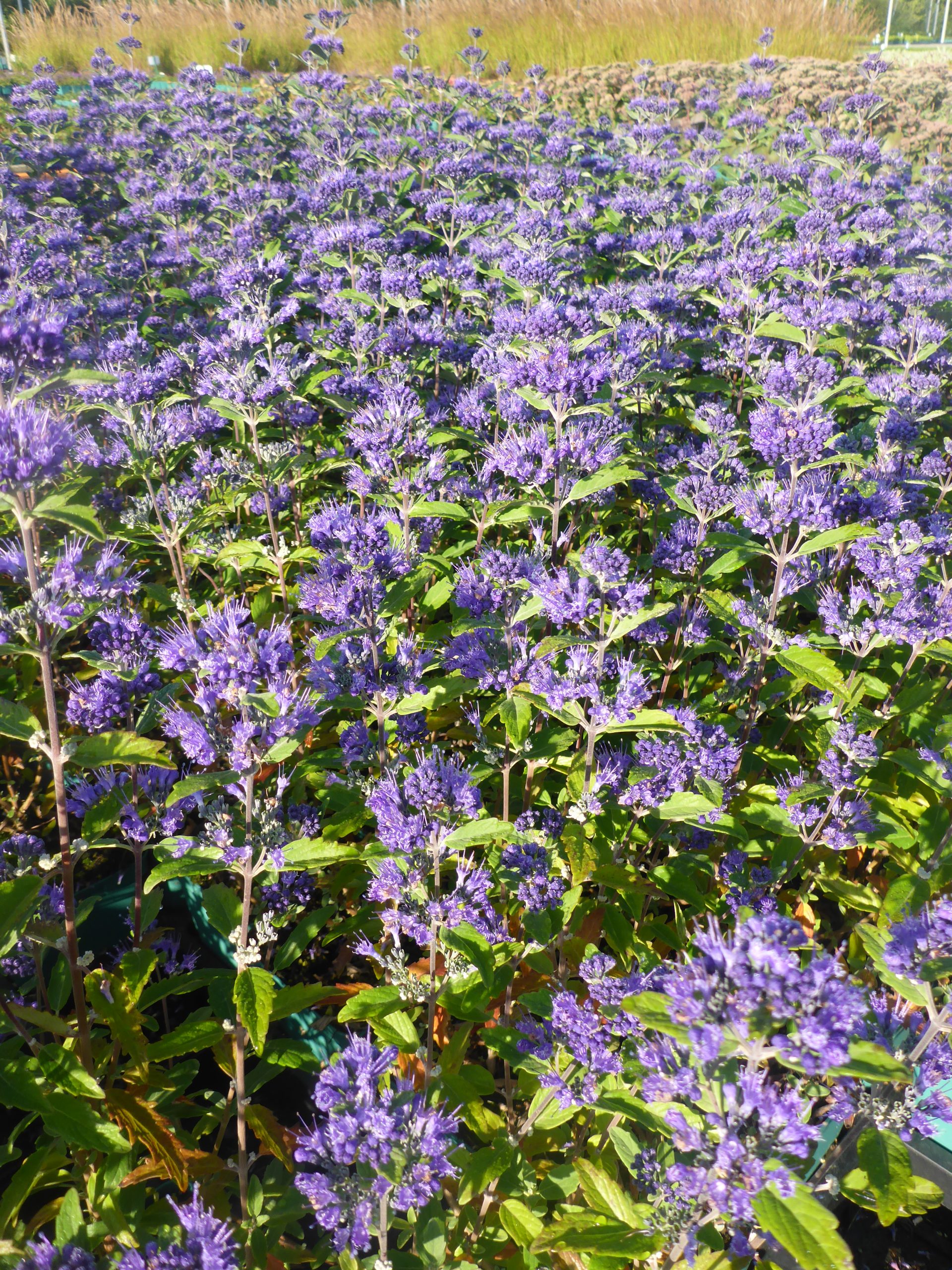 12411_caryopteris_cland_emerald_crest_SS_001.jpg