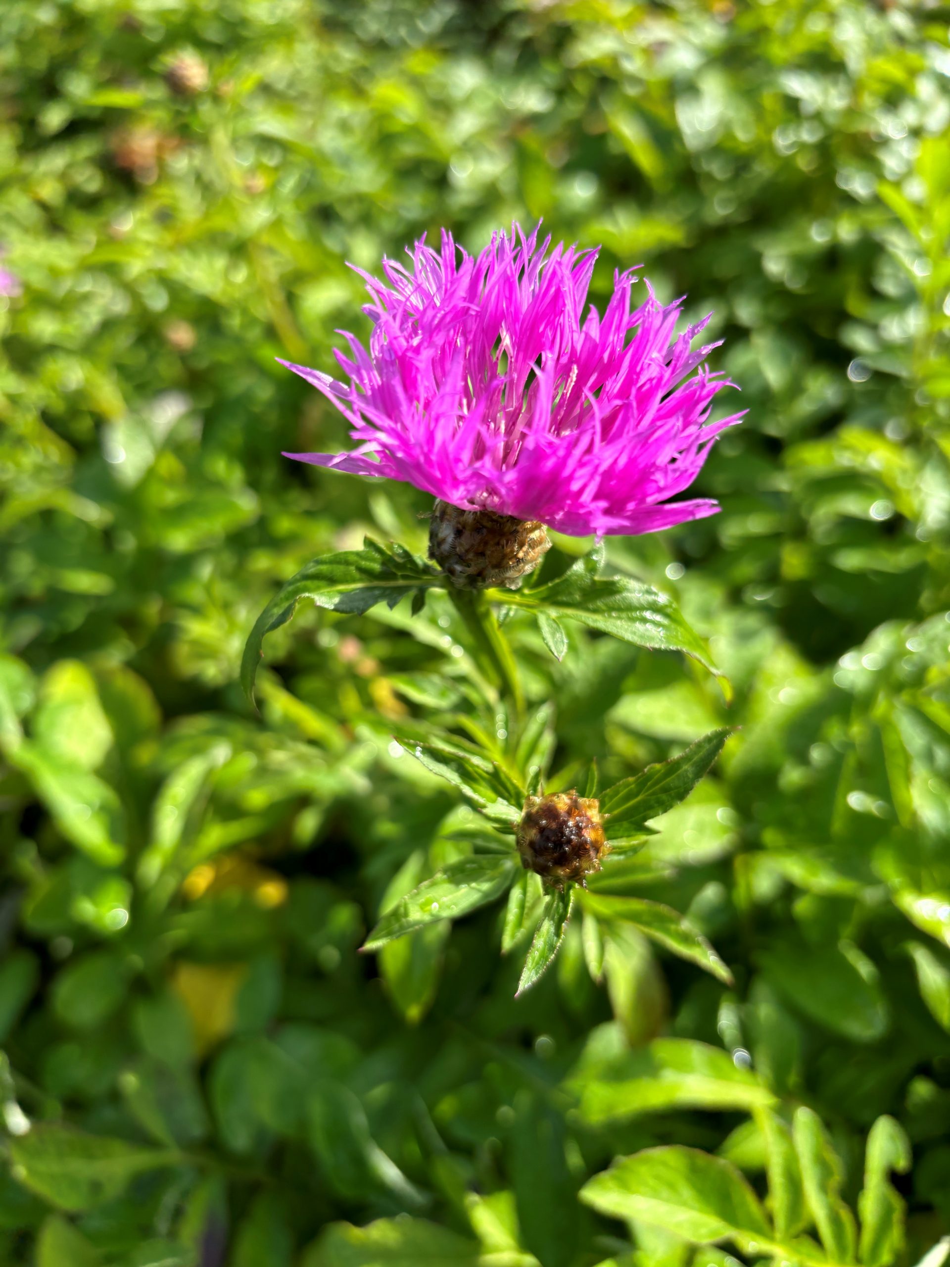 12413_centaurea_dealbata_pink_passion_SS_001.jpg