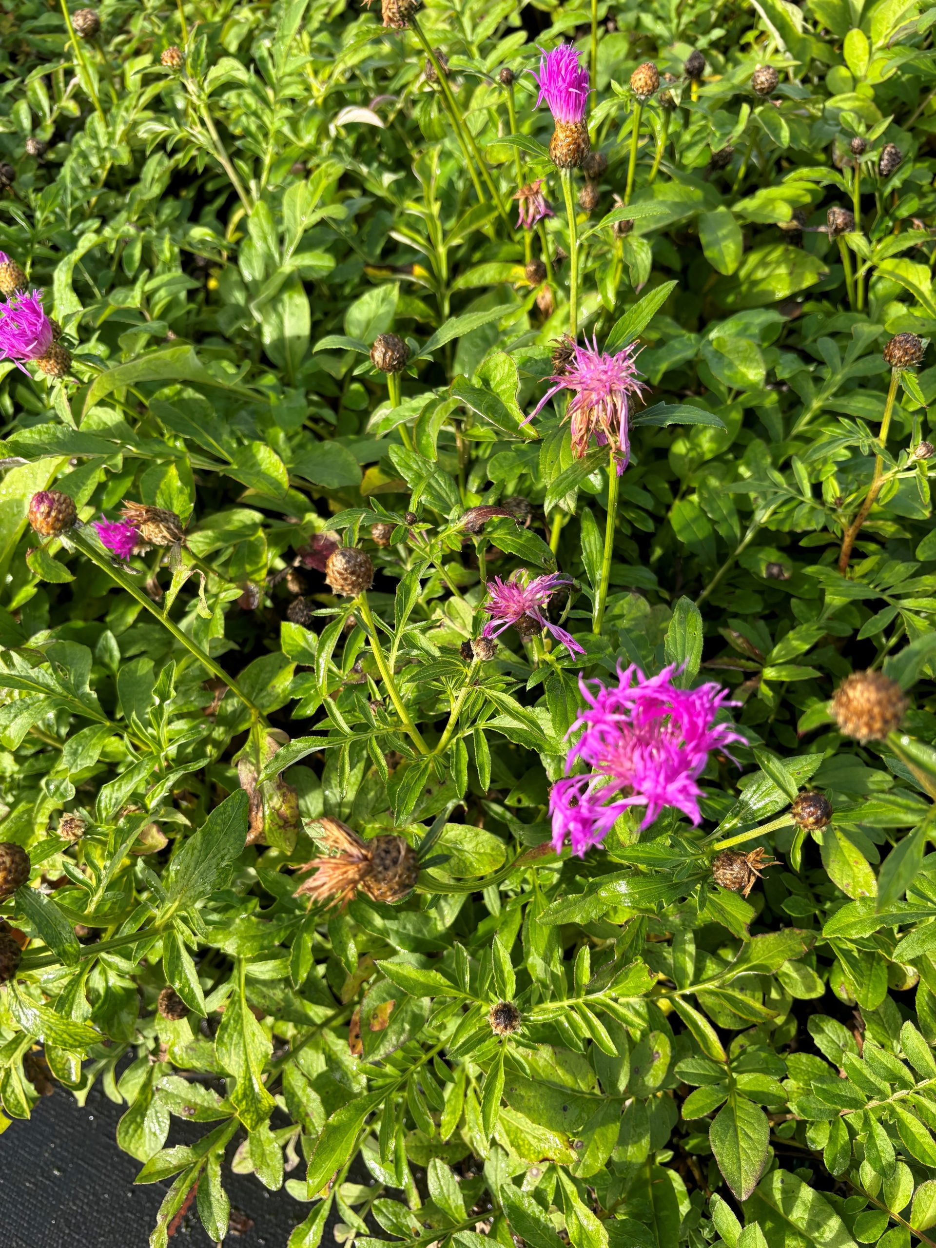 12414_centaurea_dealbata_pink_passion_SS_002.jpg