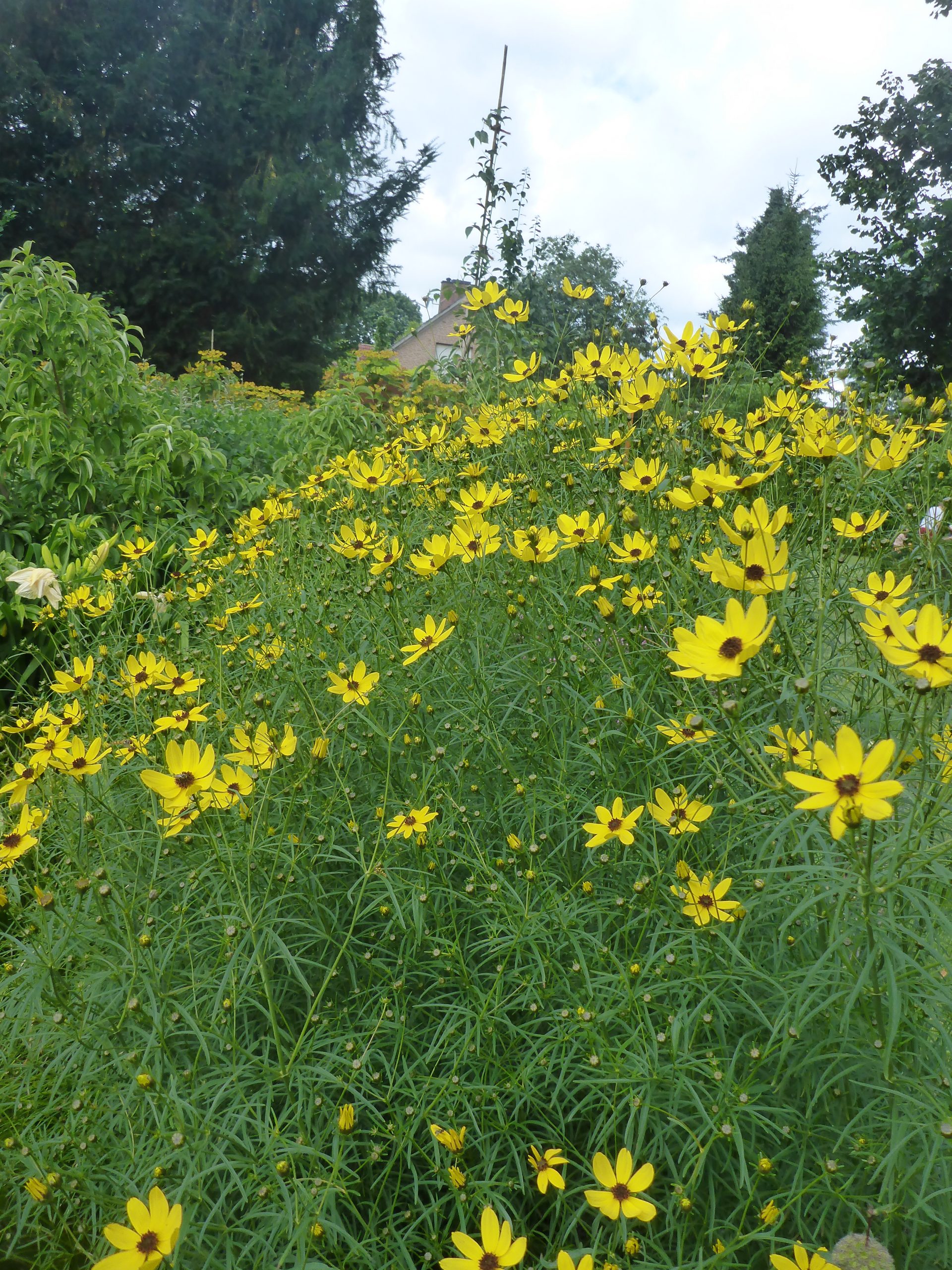 12427_coreopsis_verticillata_appalachian_gold_SS_006.jpg