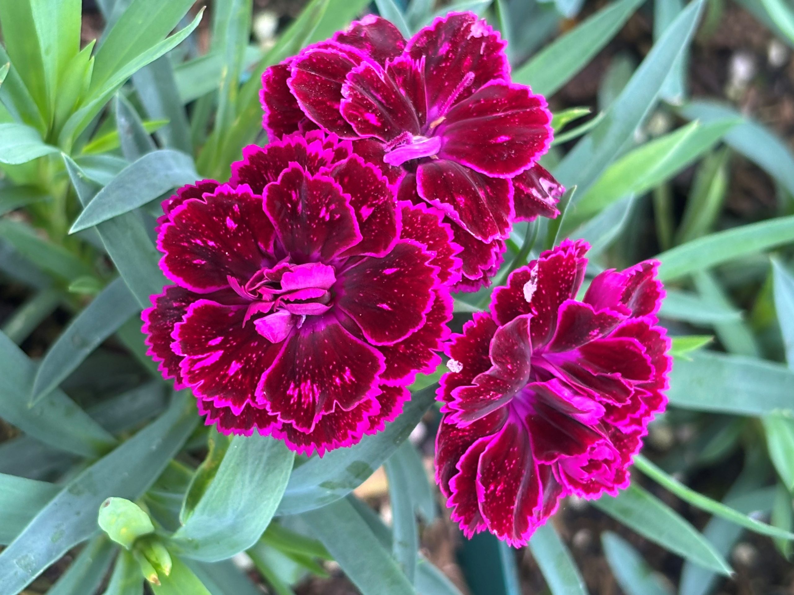 12437_dianthus_code_purple_dark_center_SS_003.jpg