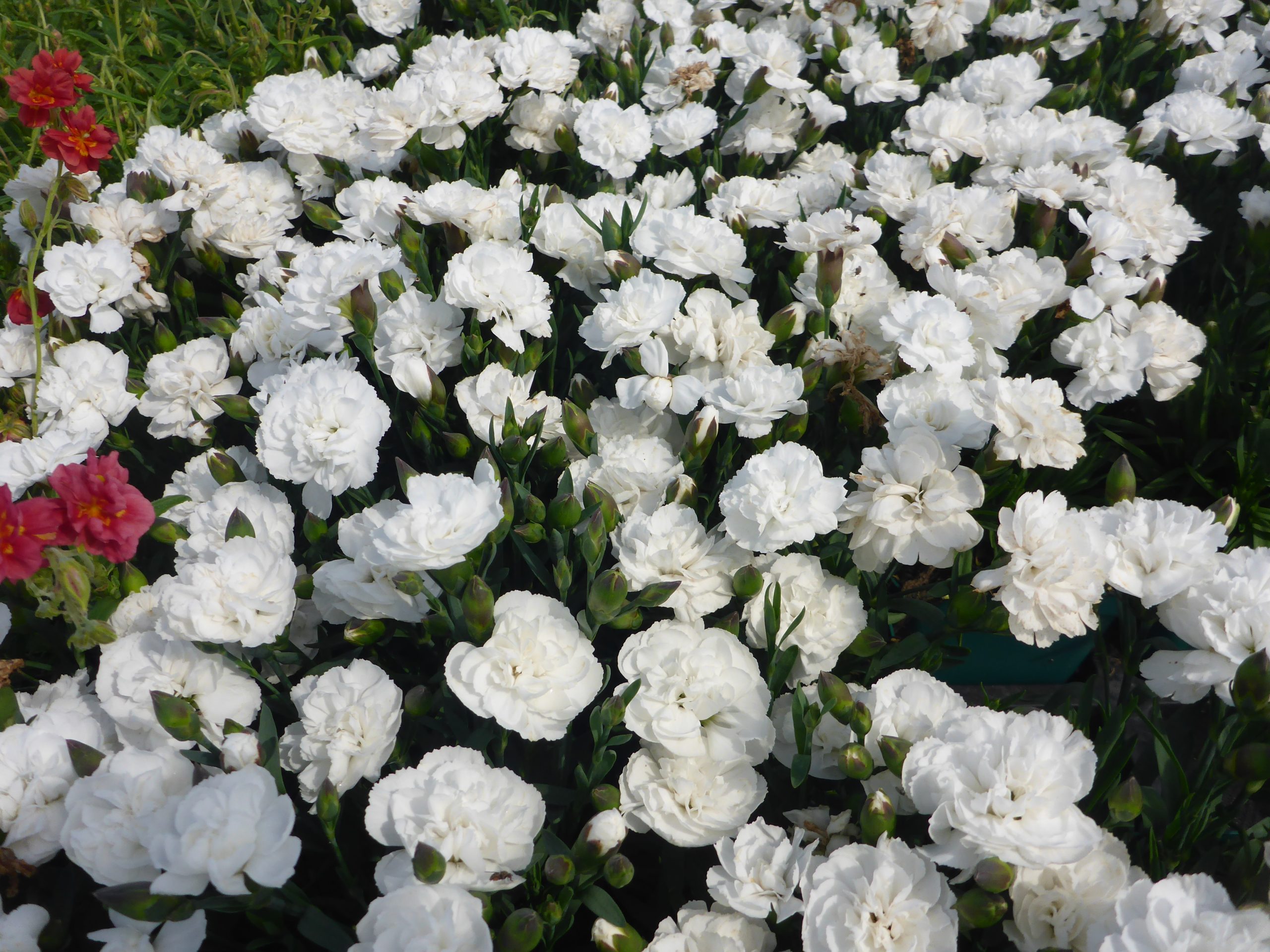 12438_dianthus_code_white_summer_SS_001.jpg