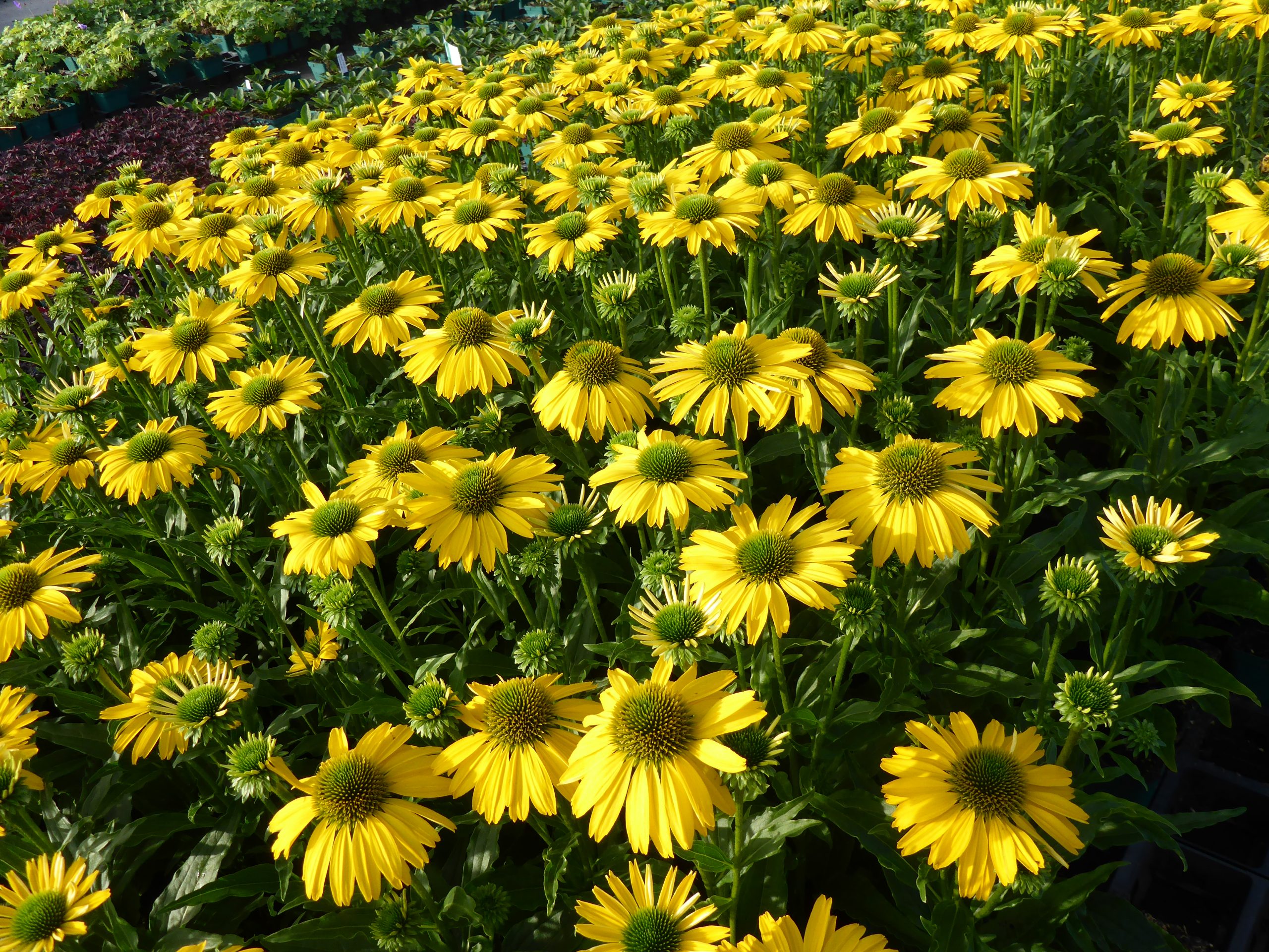 12447_echinacea_sunseekers_citrus_SS_003.jpg