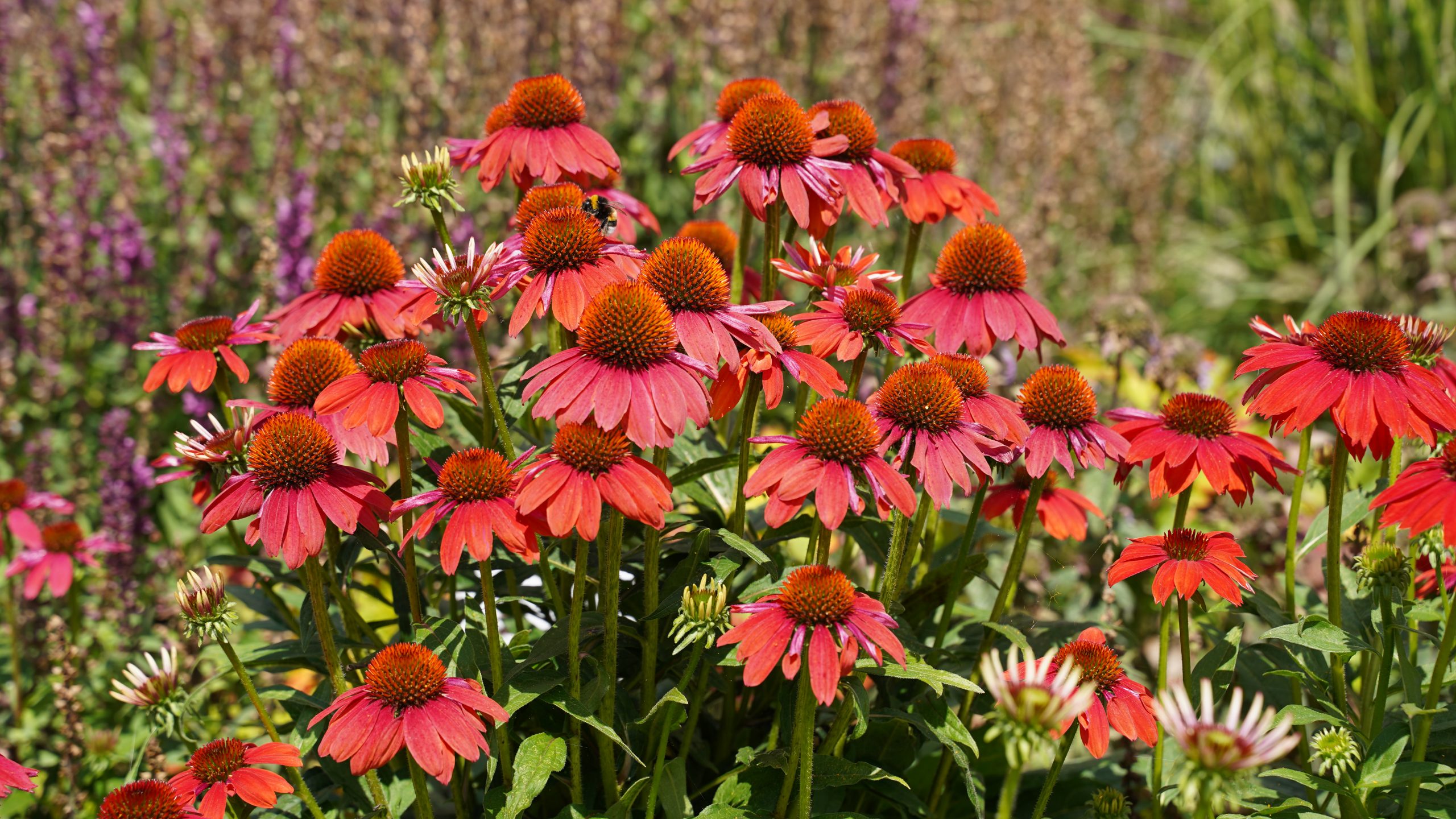 12455_echinacea_purpurea_lakota_red_SS_006.jpg