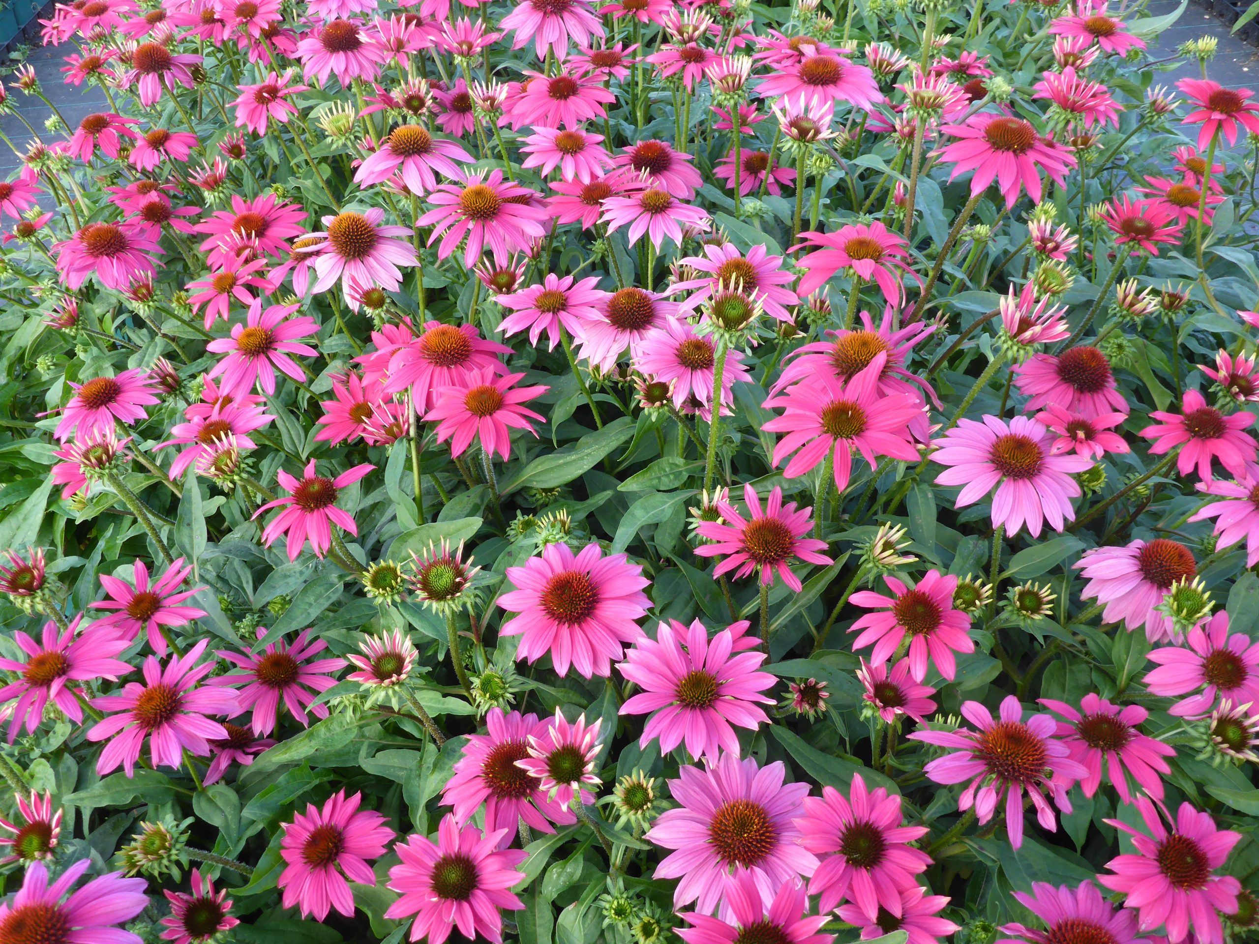 12456_echinacea_purpurea_lakota_rose_SS_003.jpg