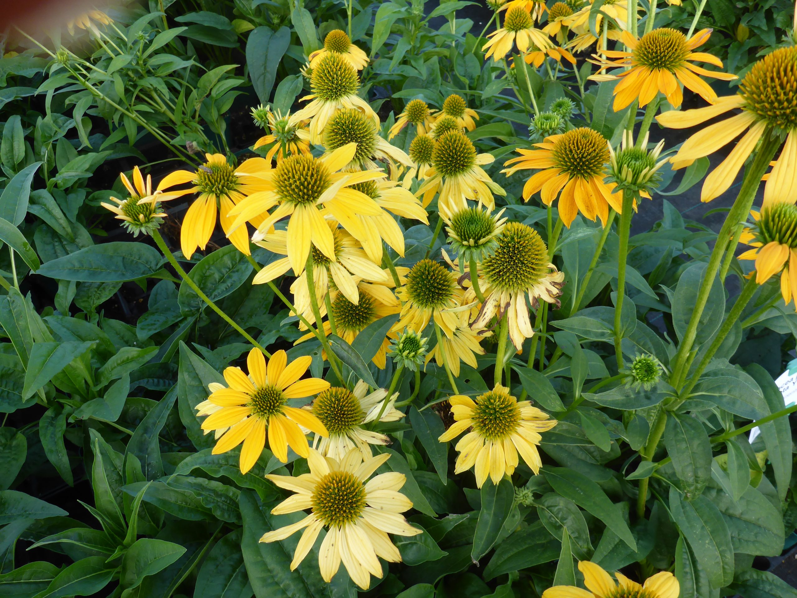 12457_echinacea_purpurea_lakota_yellow_SS_002.jpg