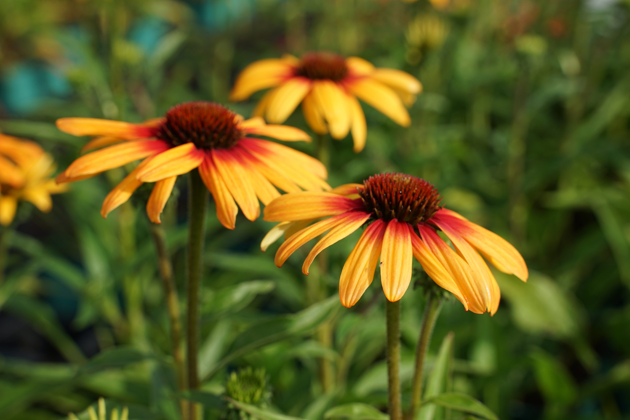 Echinacea SunSeekers 'Tequila Sunrise' ® – Bild 4