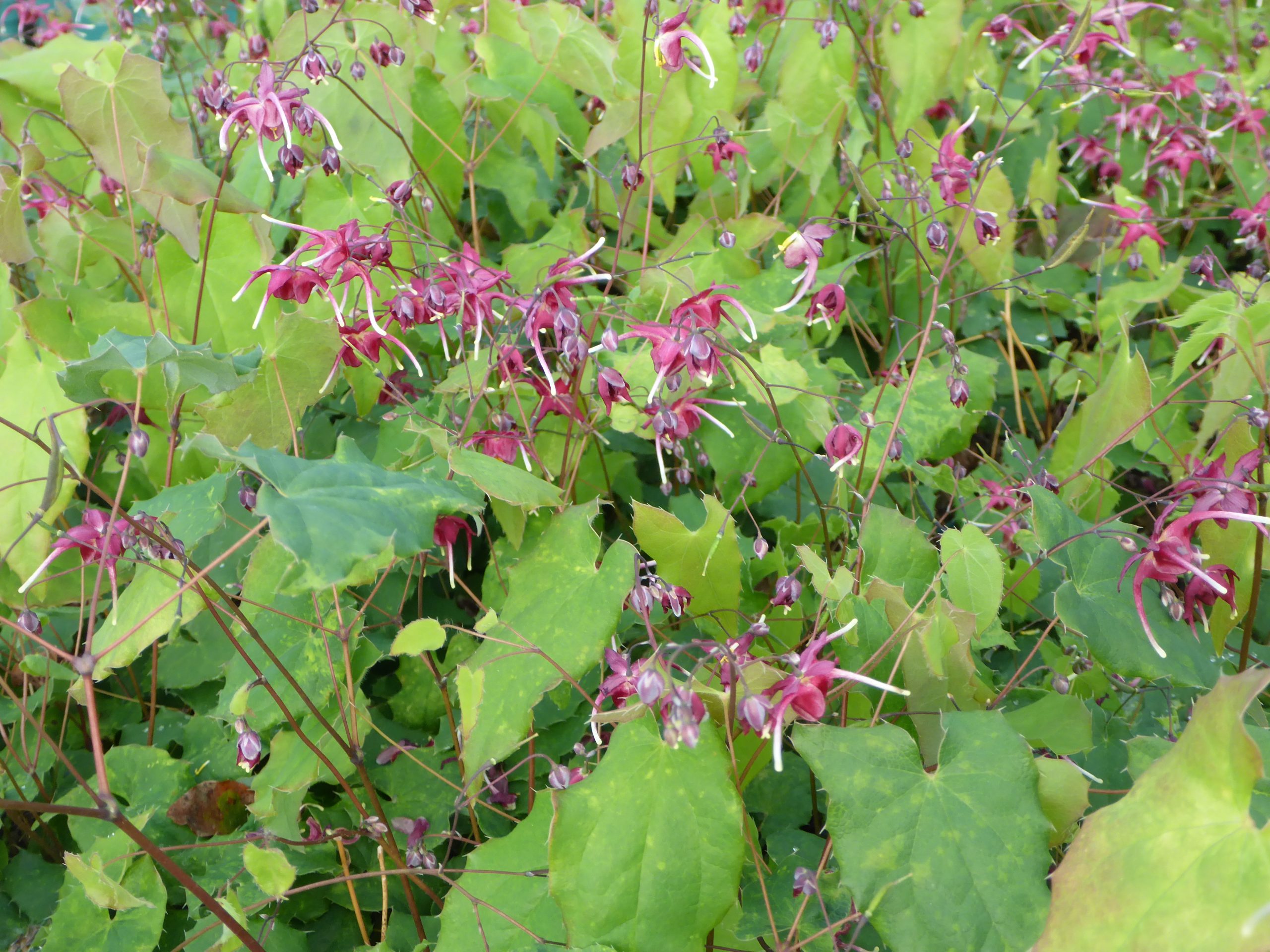 12463_epimedium_cult_red_maximum_SS_002.jpg
